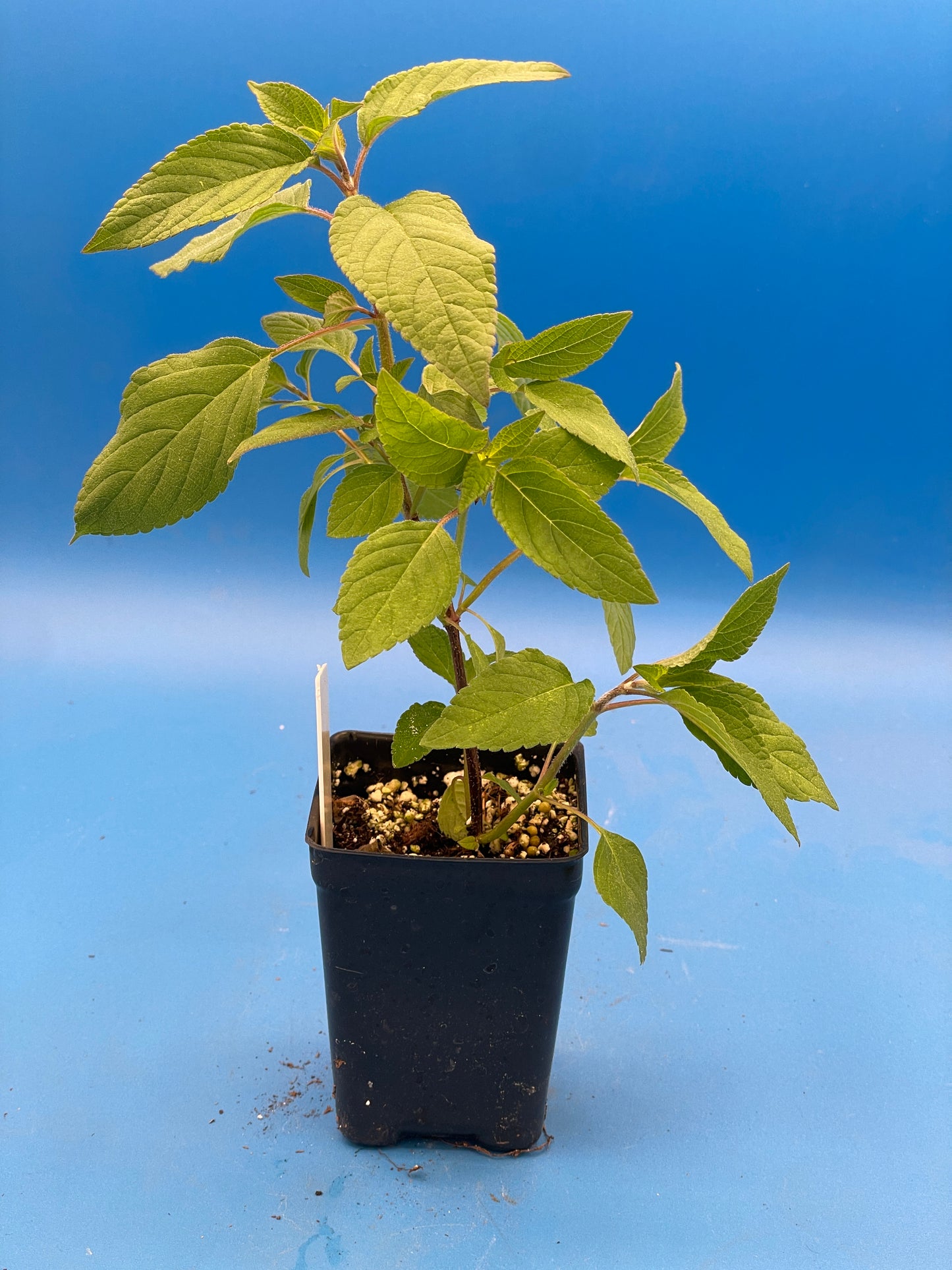 Pineapple Sage Live 3" Starter Plant - Salvia Elegans - Hummingbird Magnet!