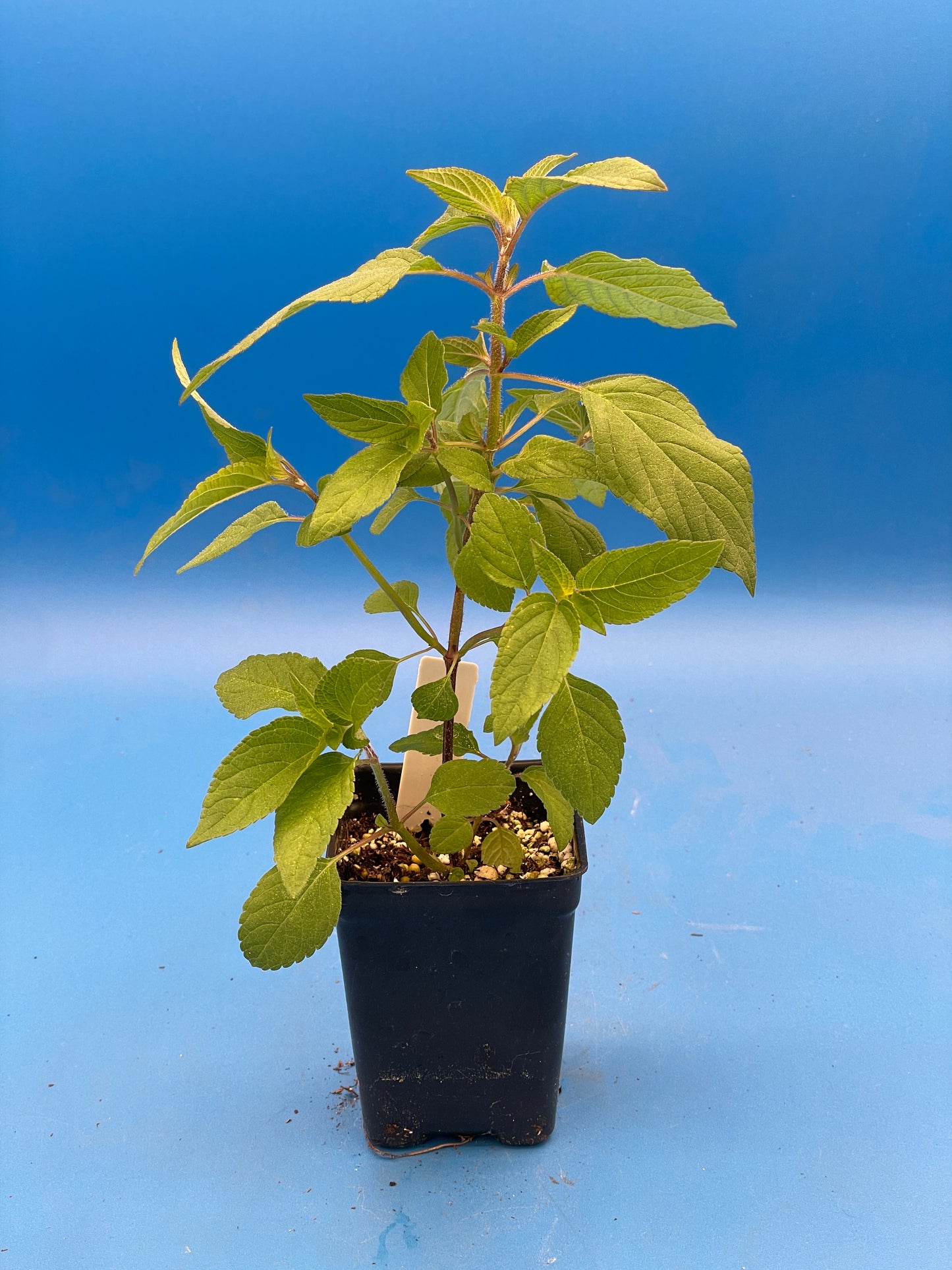 Pineapple Sage Live 3" Starter Plant - Salvia Elegans - Hummingbird Magnet!