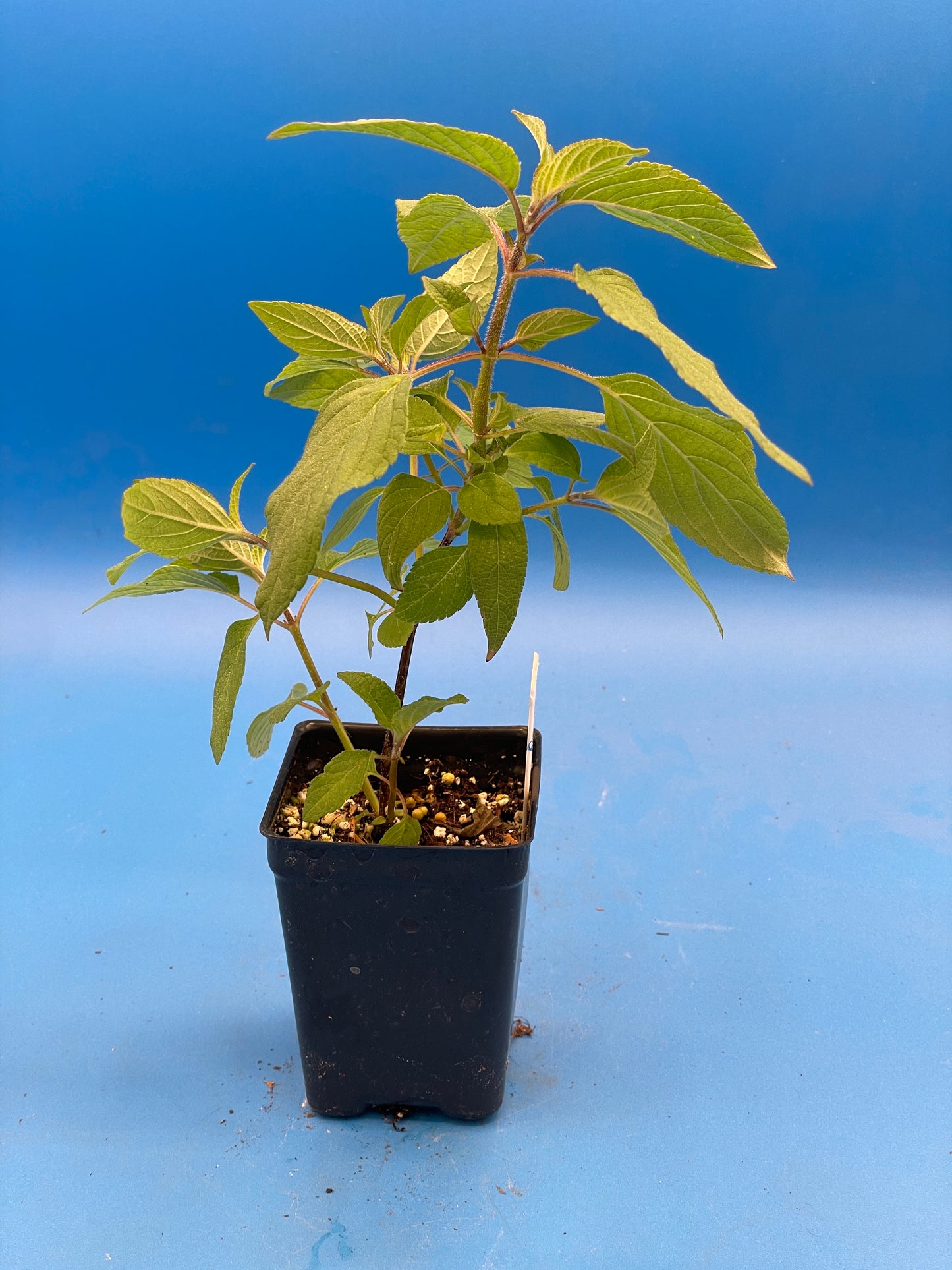 Pineapple Sage Live 3" Starter Plant - Salvia Elegans - Hummingbird Magnet!