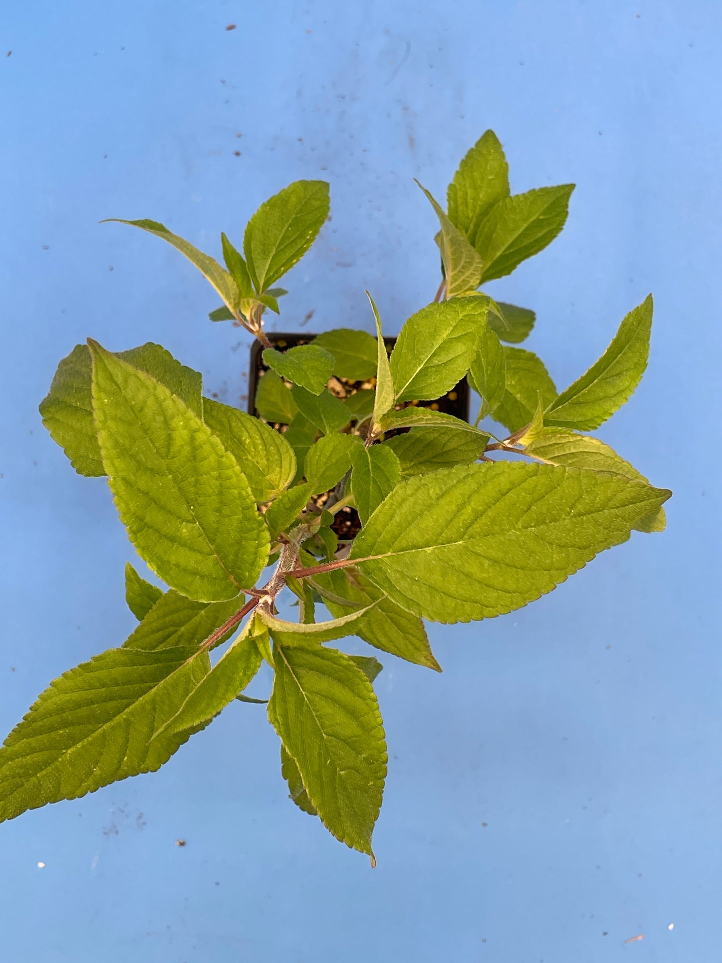 Pineapple Sage Live 3" Starter Plant - Salvia Elegans - Hummingbird Magnet!