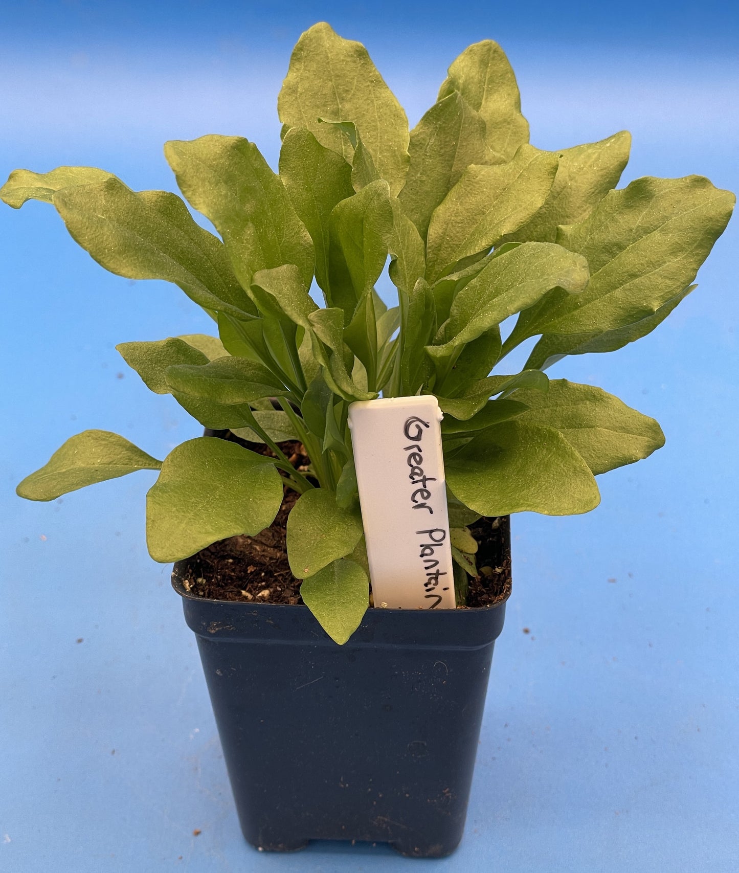 Greater Plantain Starter Plant - Plantago Major  - Useful Plants - No Shipping To California Or Arizona!