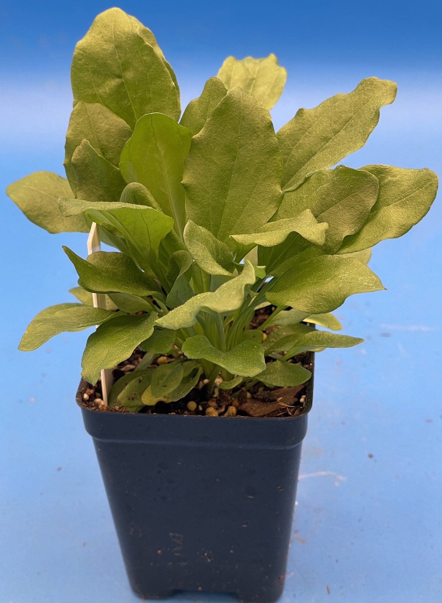 Greater Plantain Starter Plant - Plantago Major  - Useful Plants - No Shipping To California Or Arizona!