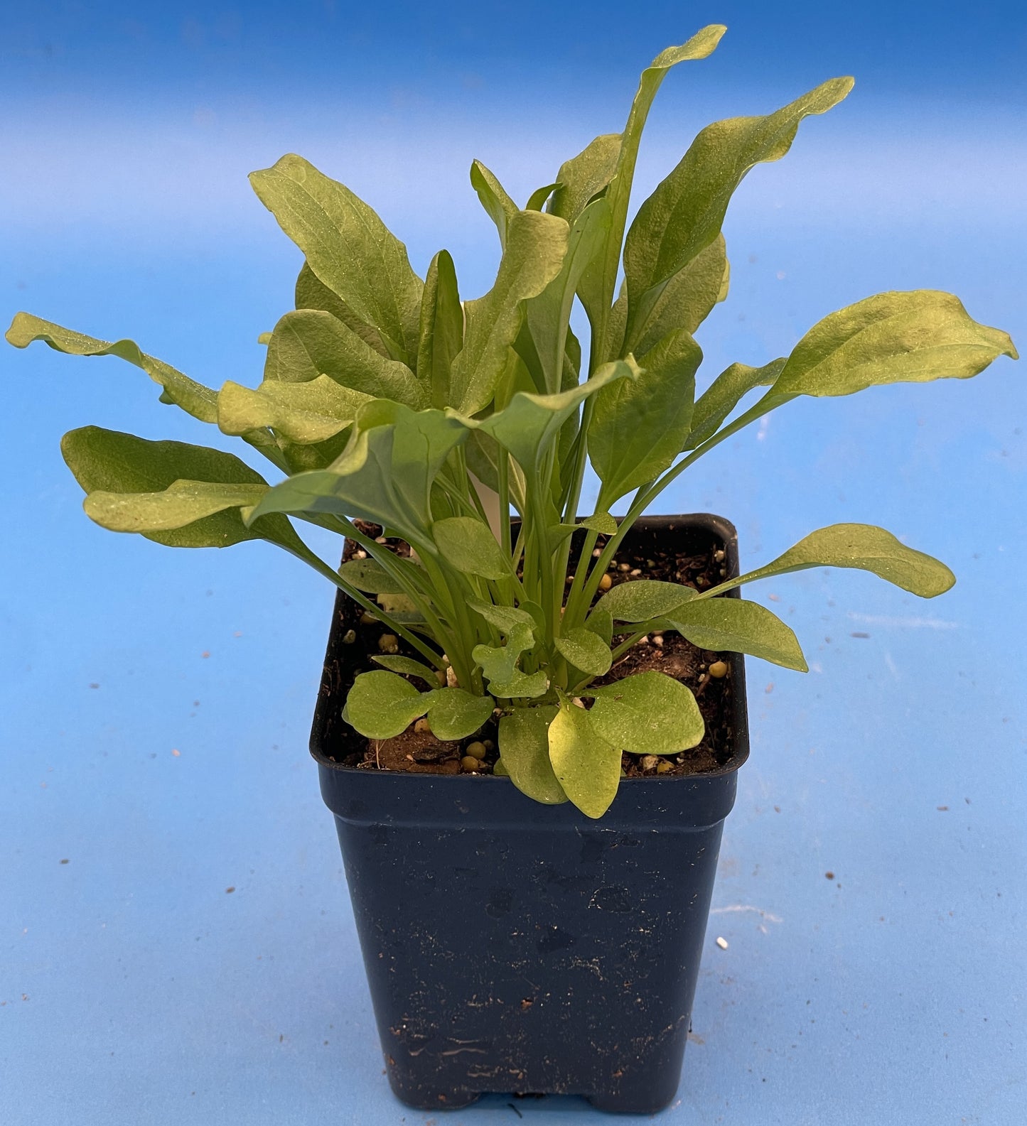 Greater Plantain Starter Plant - Plantago Major  - Useful Plants - No Shipping To California Or Arizona!