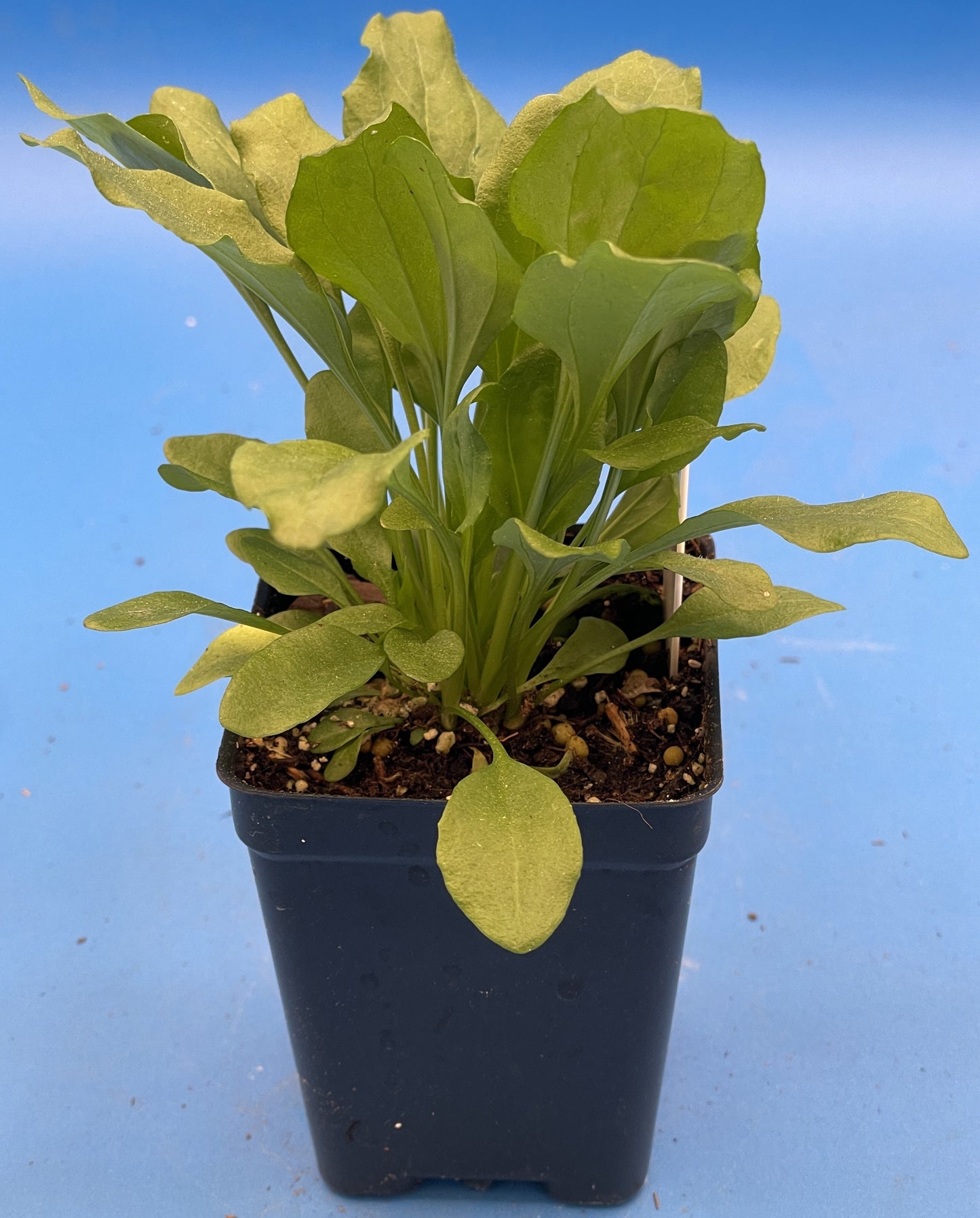 Greater Plantain Starter Plant - Plantago Major  - Useful Plants - No Shipping To California Or Arizona!