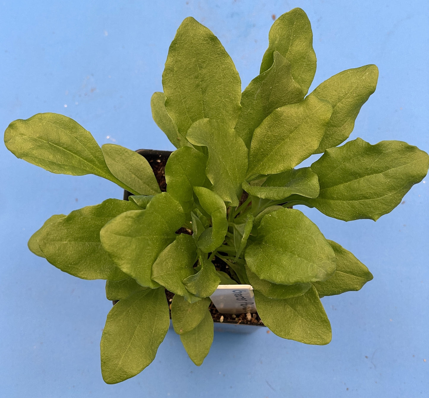 Greater Plantain Starter Plant - Plantago Major  - Useful Plants - No Shipping To California Or Arizona!