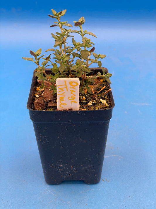 Orange Thyme Live 3" Starter Plant - Thymus Fragrantissimus