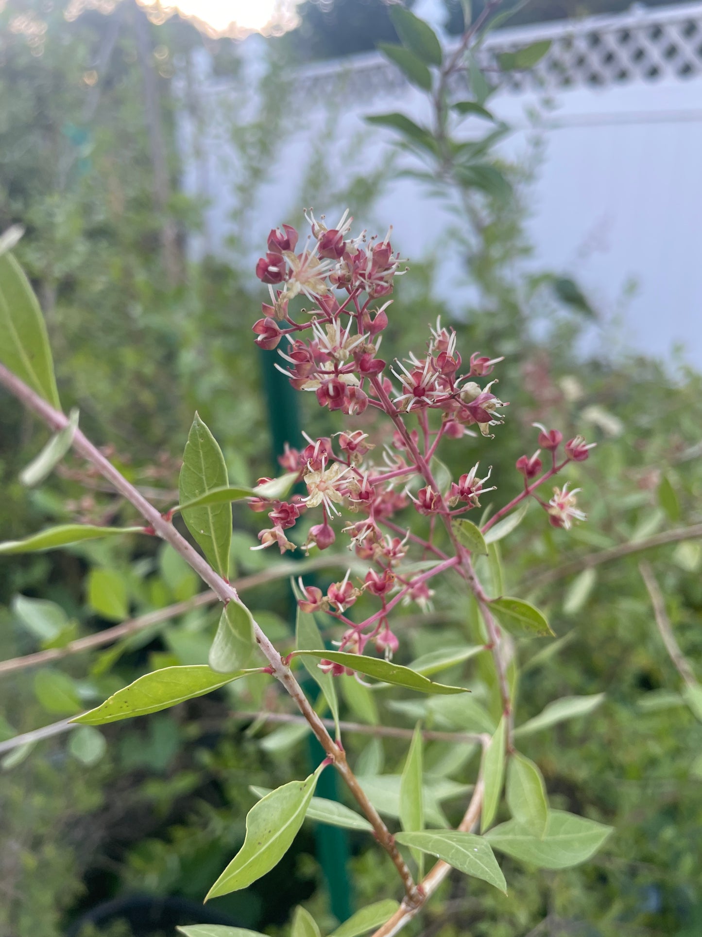 Henna Starter Plant - Lawsonia Inermis - Easily Make Your Own Natural Ink For Body Art - Can Not Ship To California\Arizona
