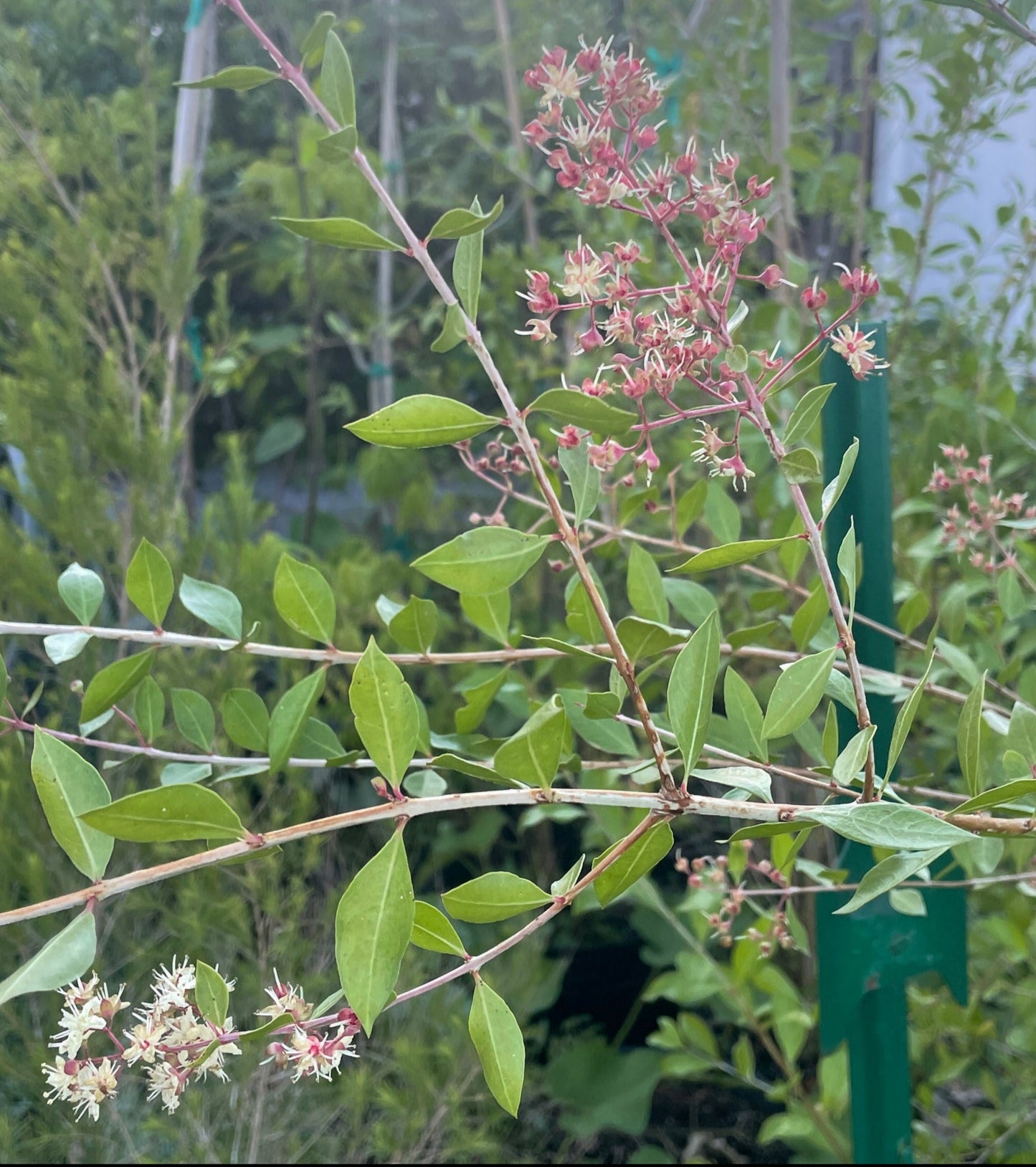 Henna Starter Plant - Lawsonia Inermis - Easily Make Your Own Natural Ink For Body Art - Can Not Ship To California\Arizona