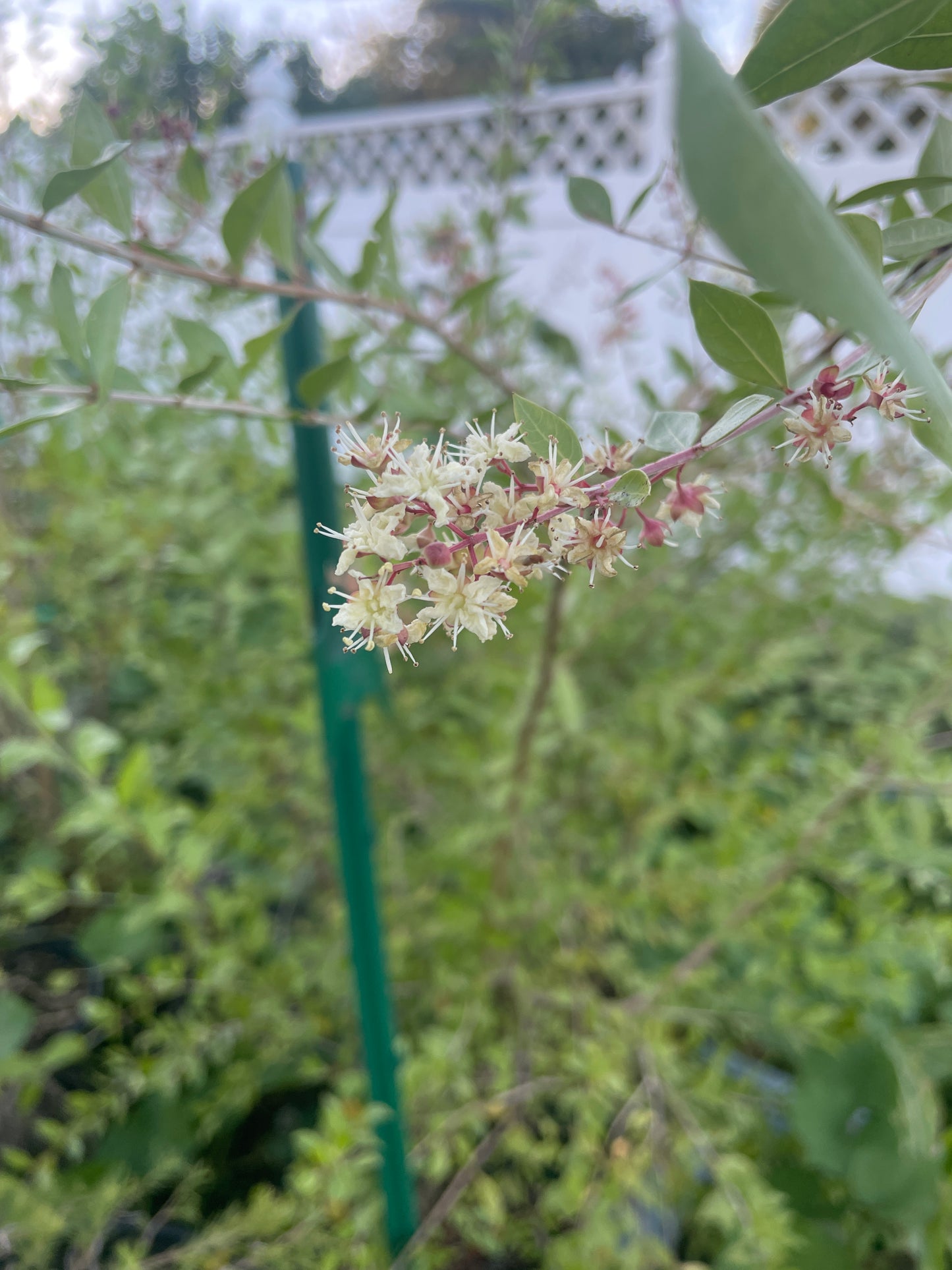 Henna Starter Plant - Lawsonia Inermis - Easily Make Your Own Natural Ink For Body Art - Can Not Ship To California\Arizona