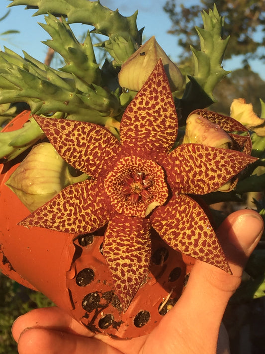 Orbea Lepida 3.5 Inch Potted Plant - WELL ROOTED - Stapelia Lepida