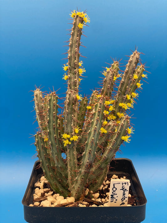 Euphorbia Louwii HUGE! - 4.5 Inch Pot - Super Healthy! Lots of Stems!
