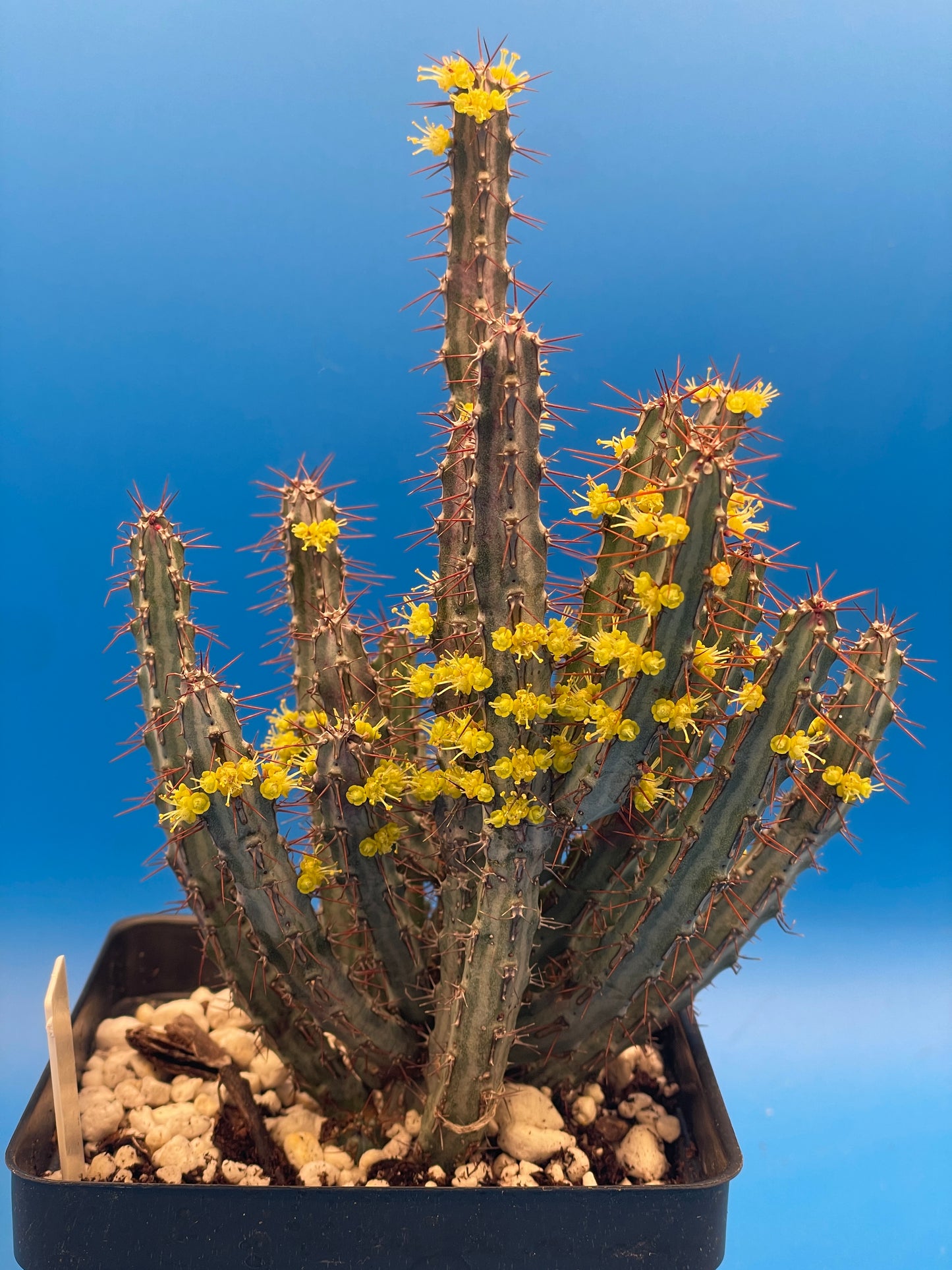 Euphorbia Louwii HUGE! - 4.5 Inch Pot - Super Healthy! Lots of Stems!