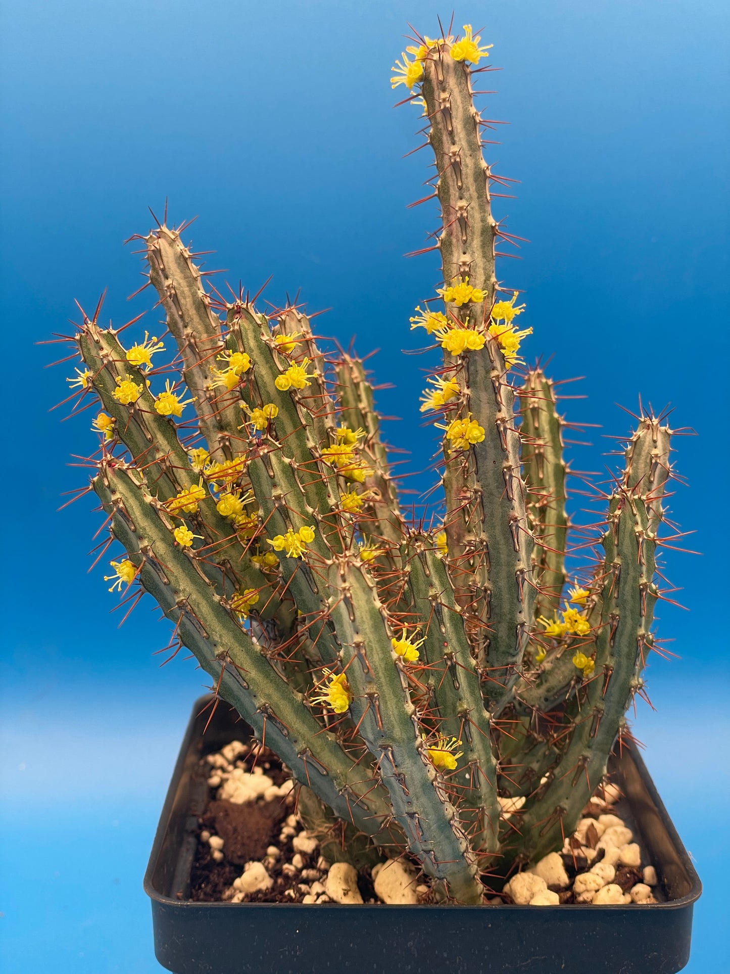 Euphorbia Louwii HUGE! - 4.5 Inch Pot - Super Healthy! Lots of Stems!