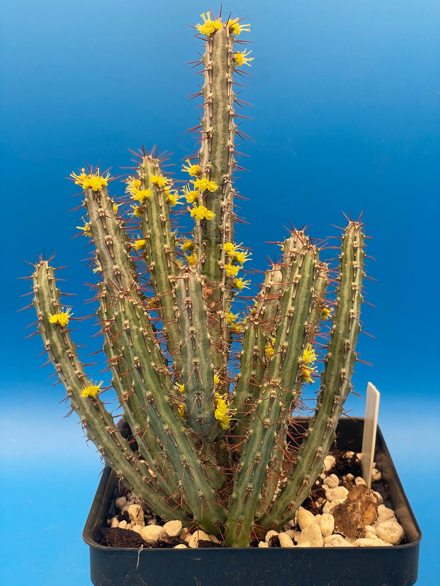 Euphorbia Louwii HUGE! - 4.5 Inch Pot - Super Healthy! Lots of Stems!