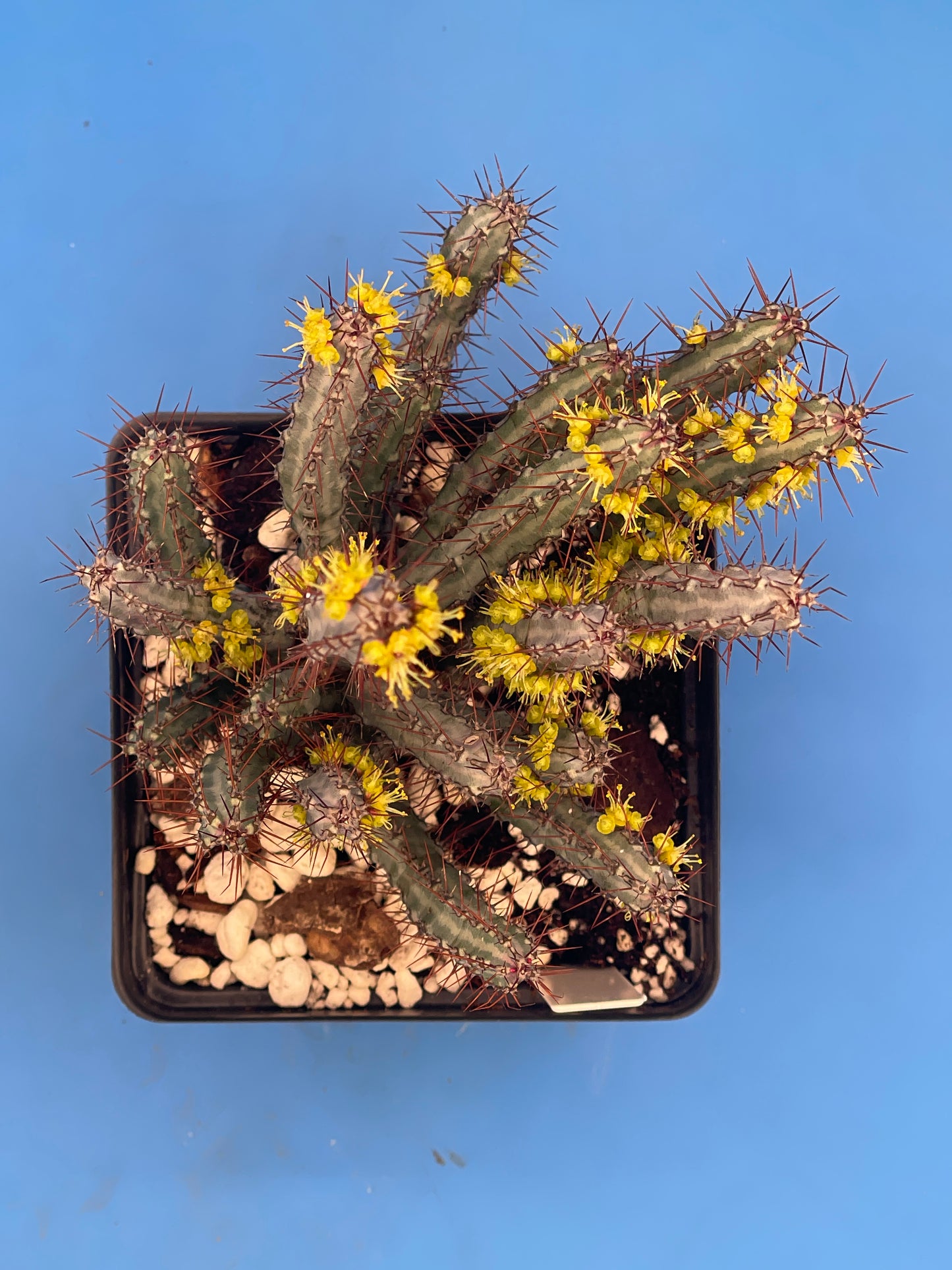 Euphorbia Louwii HUGE! - 4.5 Inch Pot - Super Healthy! Lots of Stems!