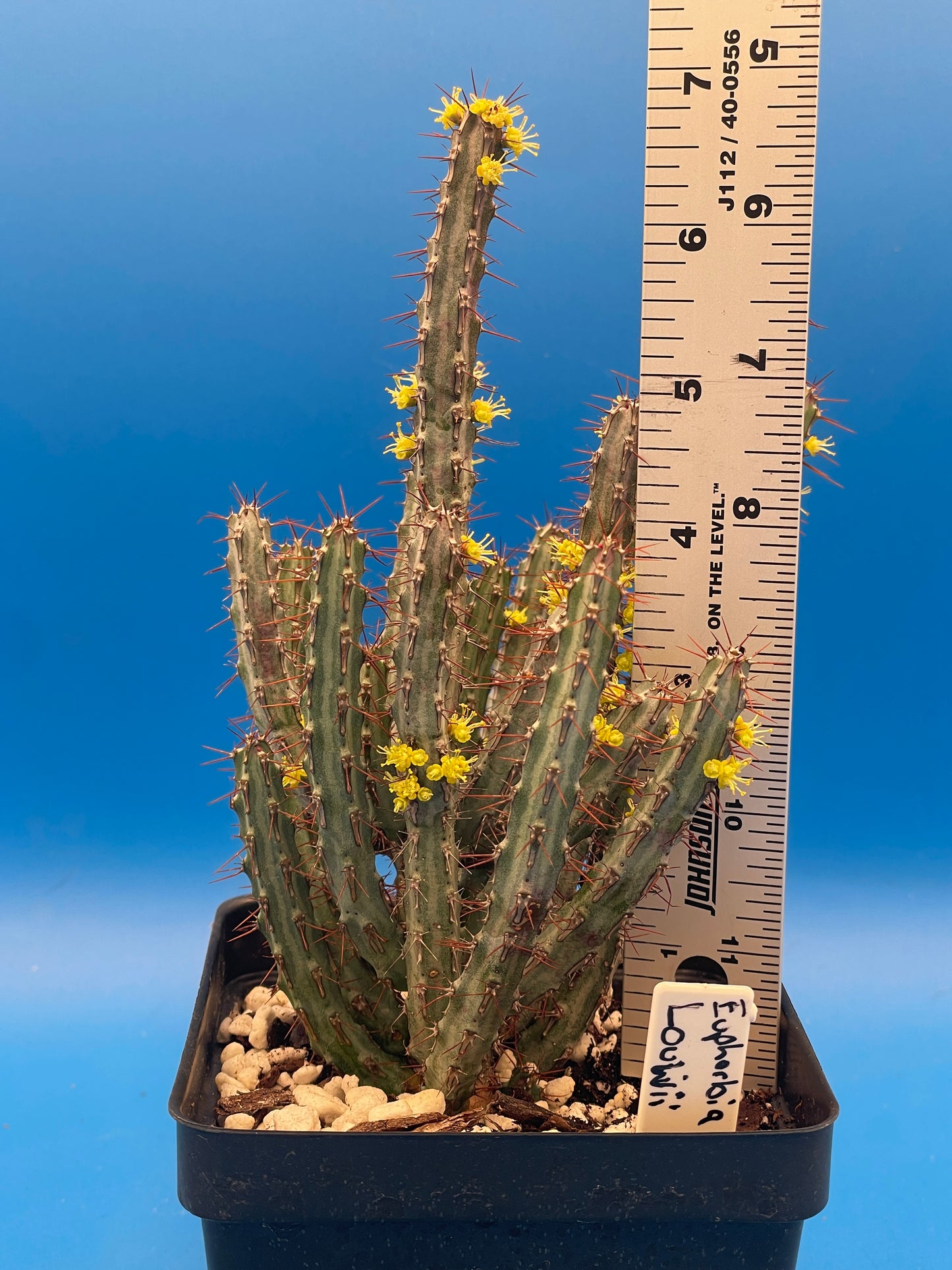 Euphorbia Louwii HUGE! - 4.5 Inch Pot - Super Healthy! Lots of Stems!
