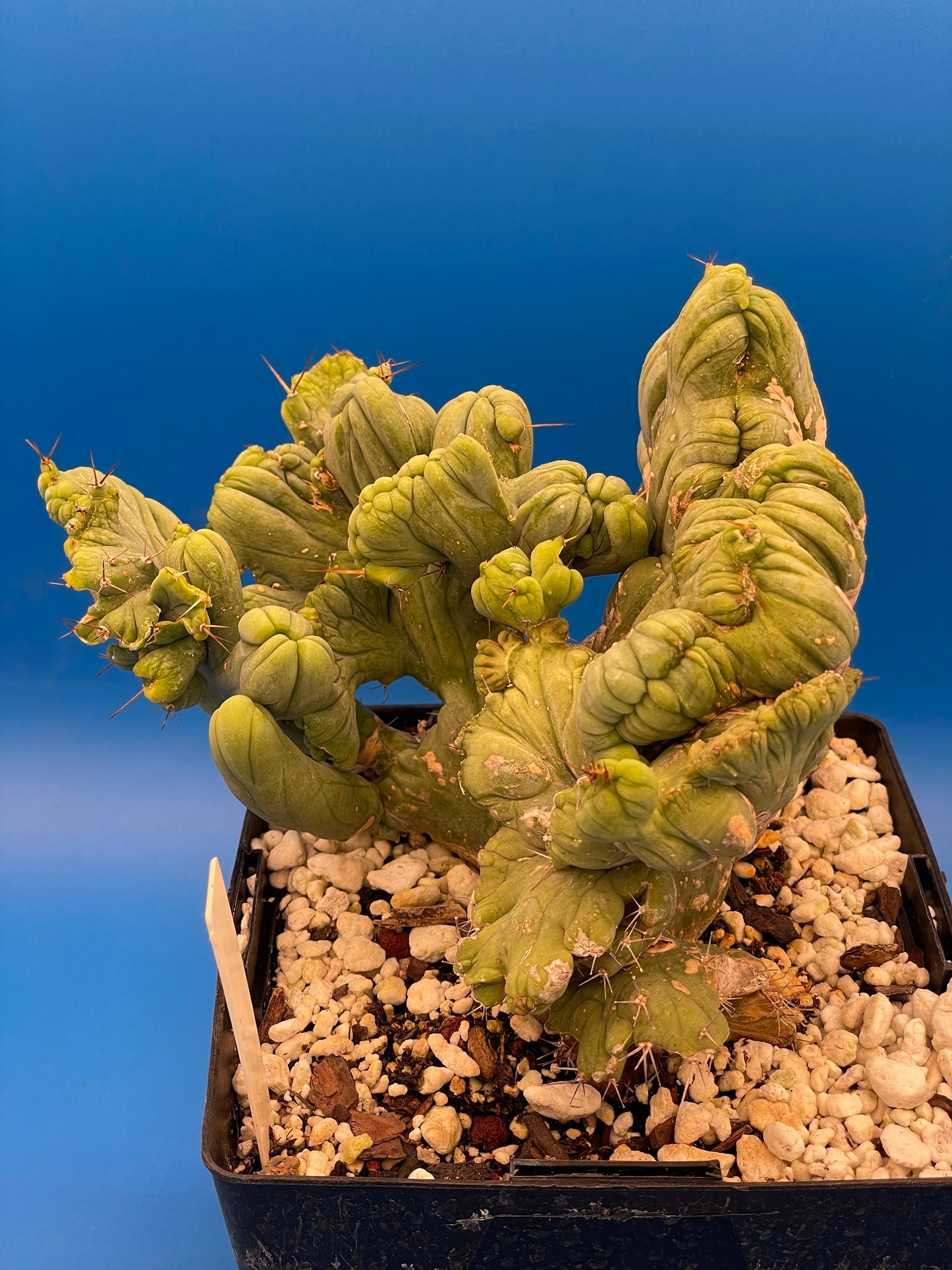 Crested Monstrose Pen15 Cactus In 5.5 Inch Pot - So Weird! Rare!
