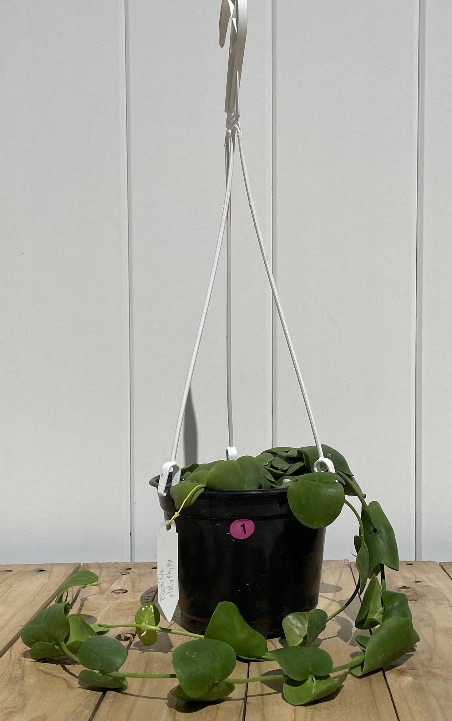 Dischidia Platyphylla - Grown In 6” Hanging Pot - Super Healthy!