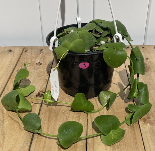 Dischidia Platyphylla - Grown In 6” Hanging Pot - Super Healthy!