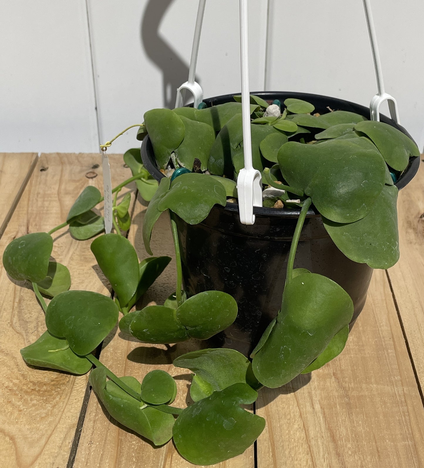 Dischidia Platyphylla - Grown In 6” Hanging Pot - Super Healthy!