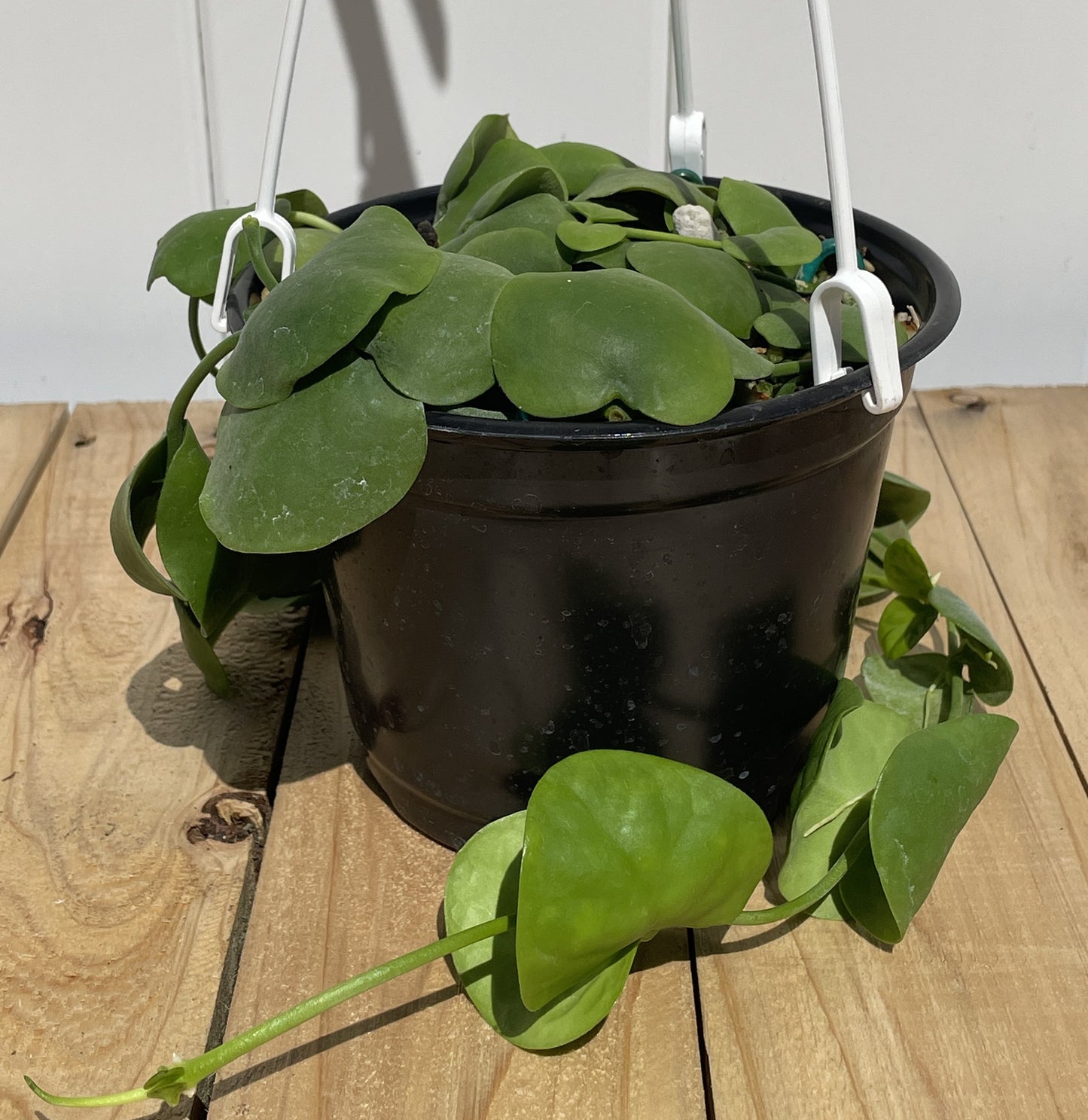 Dischidia Platyphylla - Grown In 6” Hanging Pot - Super Healthy!