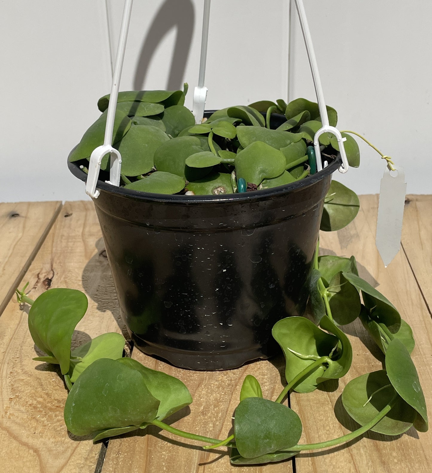 Dischidia Platyphylla - Grown In 6” Hanging Pot - Super Healthy!