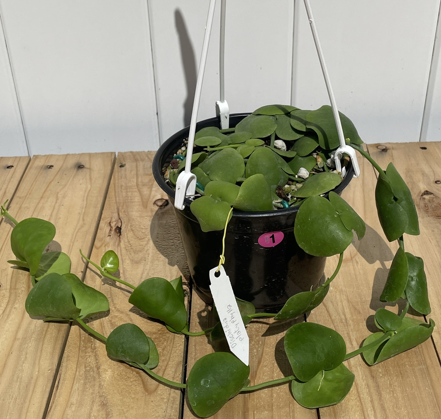 Dischidia Platyphylla - Grown In 6” Hanging Pot - Super Healthy!
