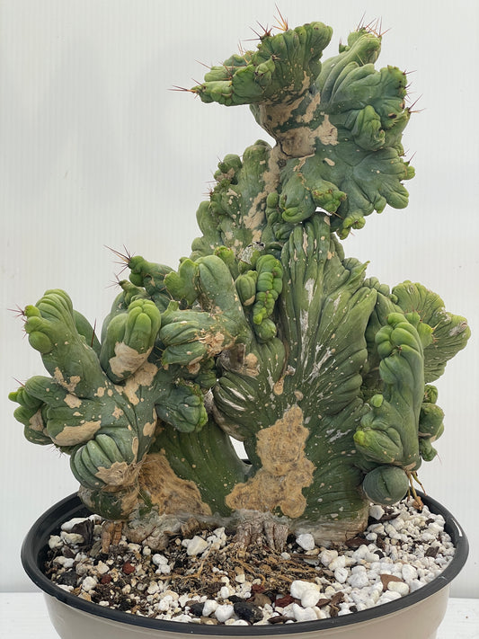 Crested Monstrose Pen15 Cactus HUGE in 8 Inch Pot - So Weird! Rare!