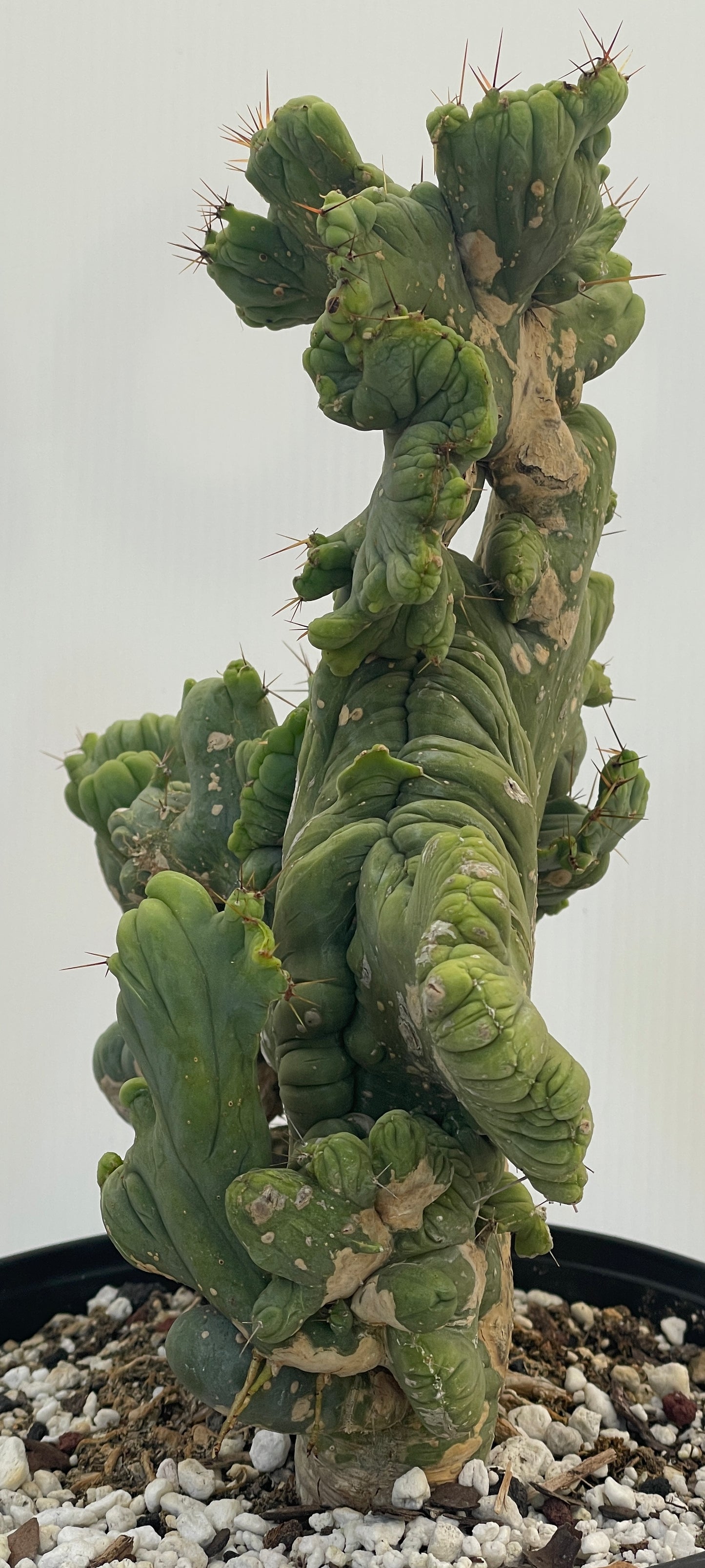 Crested Monstrose Pen15 Cactus HUGE in 8 Inch Pot - So Weird! Rare!