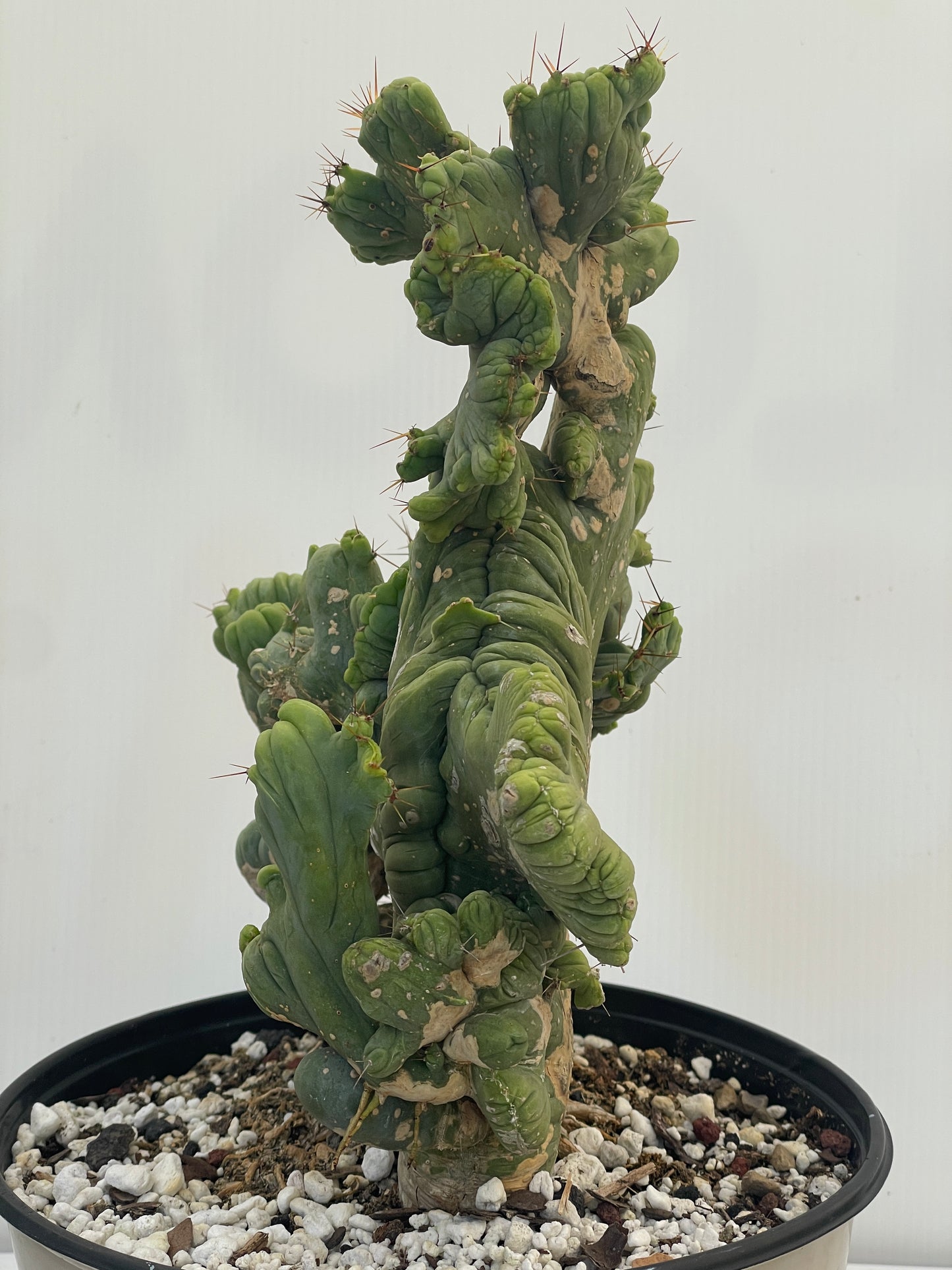 Crested Monstrose Pen15 Cactus HUGE in 8 Inch Pot - So Weird! Rare!