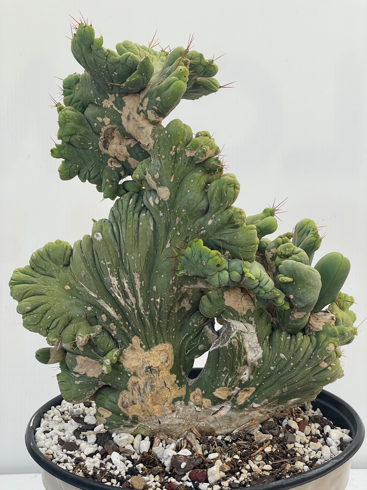 Crested Monstrose Pen15 Cactus HUGE in 8 Inch Pot - So Weird! Rare!