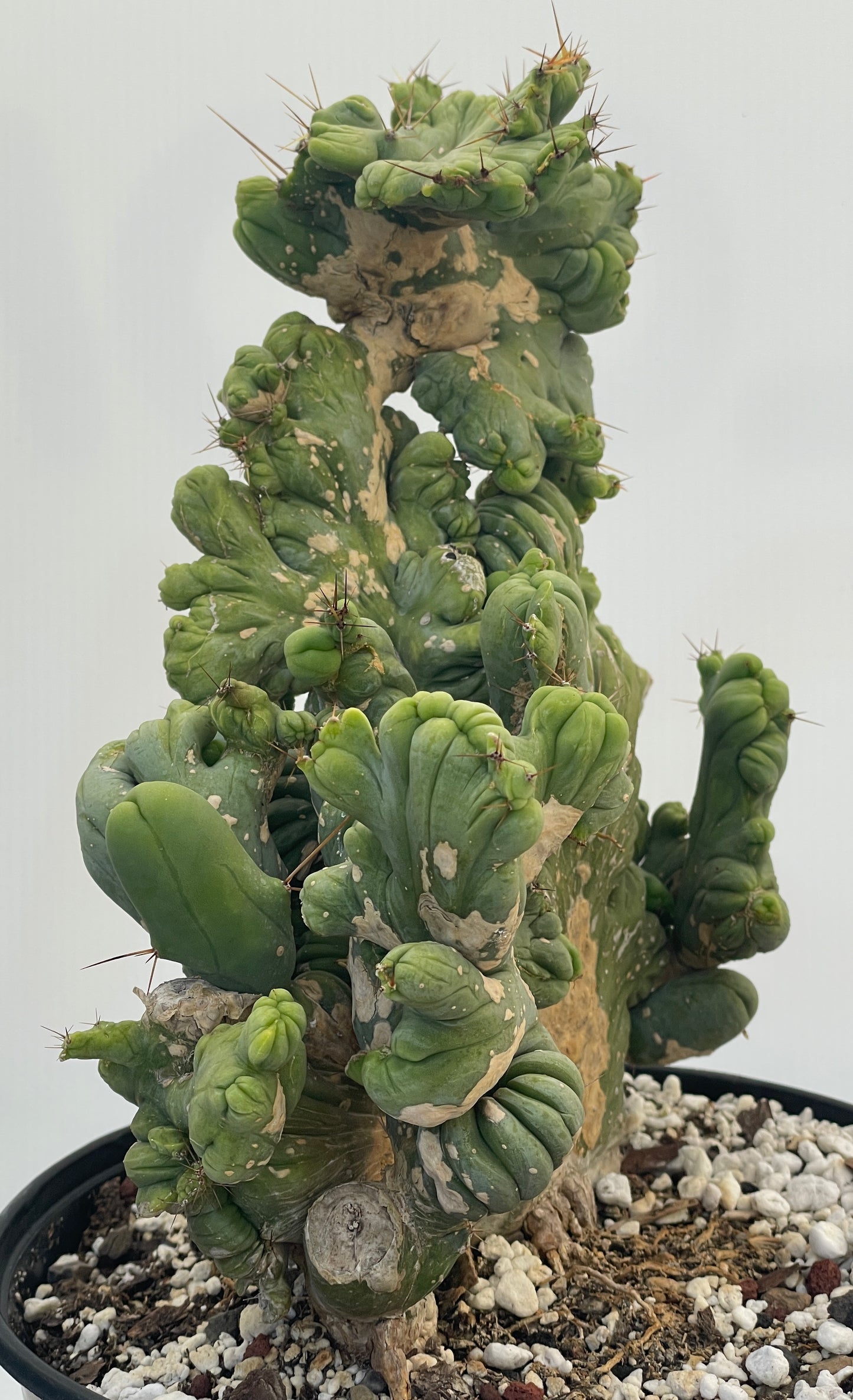 Crested Monstrose Pen15 Cactus HUGE in 8 Inch Pot - So Weird! Rare!