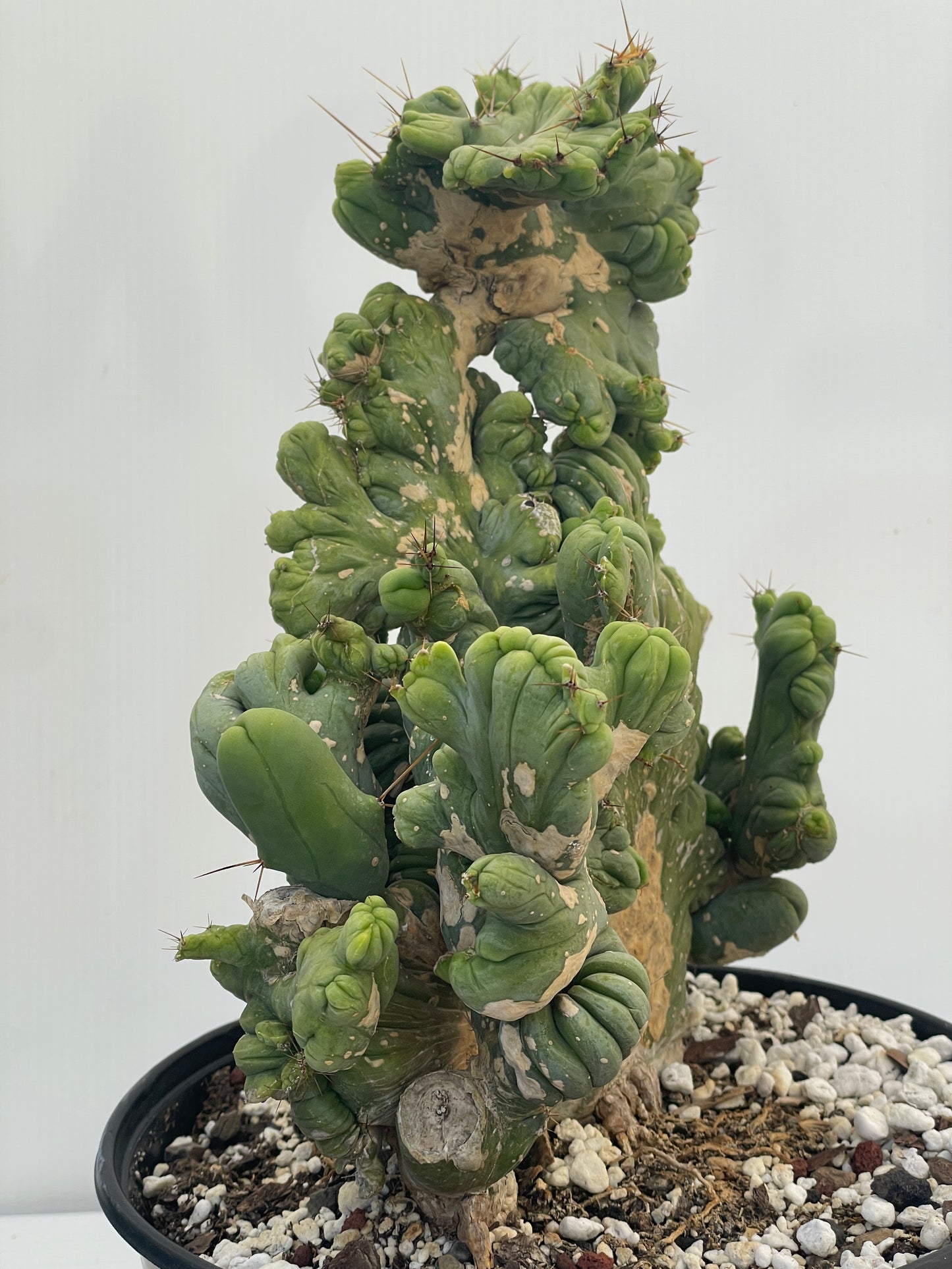 Crested Monstrose Pen15 Cactus HUGE in 8 Inch Pot - So Weird! Rare!