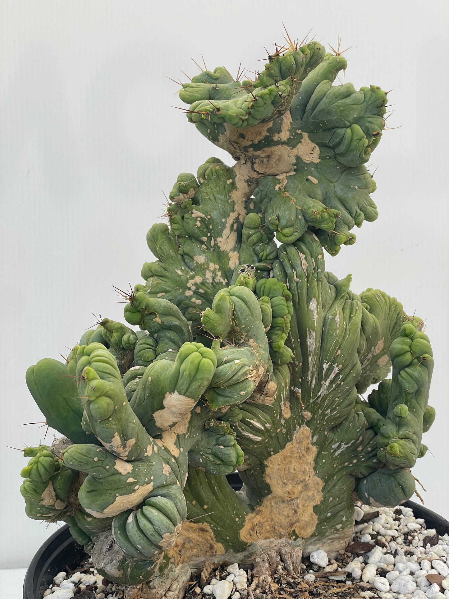 Crested Monstrose Pen15 Cactus HUGE in 8 Inch Pot - So Weird! Rare!