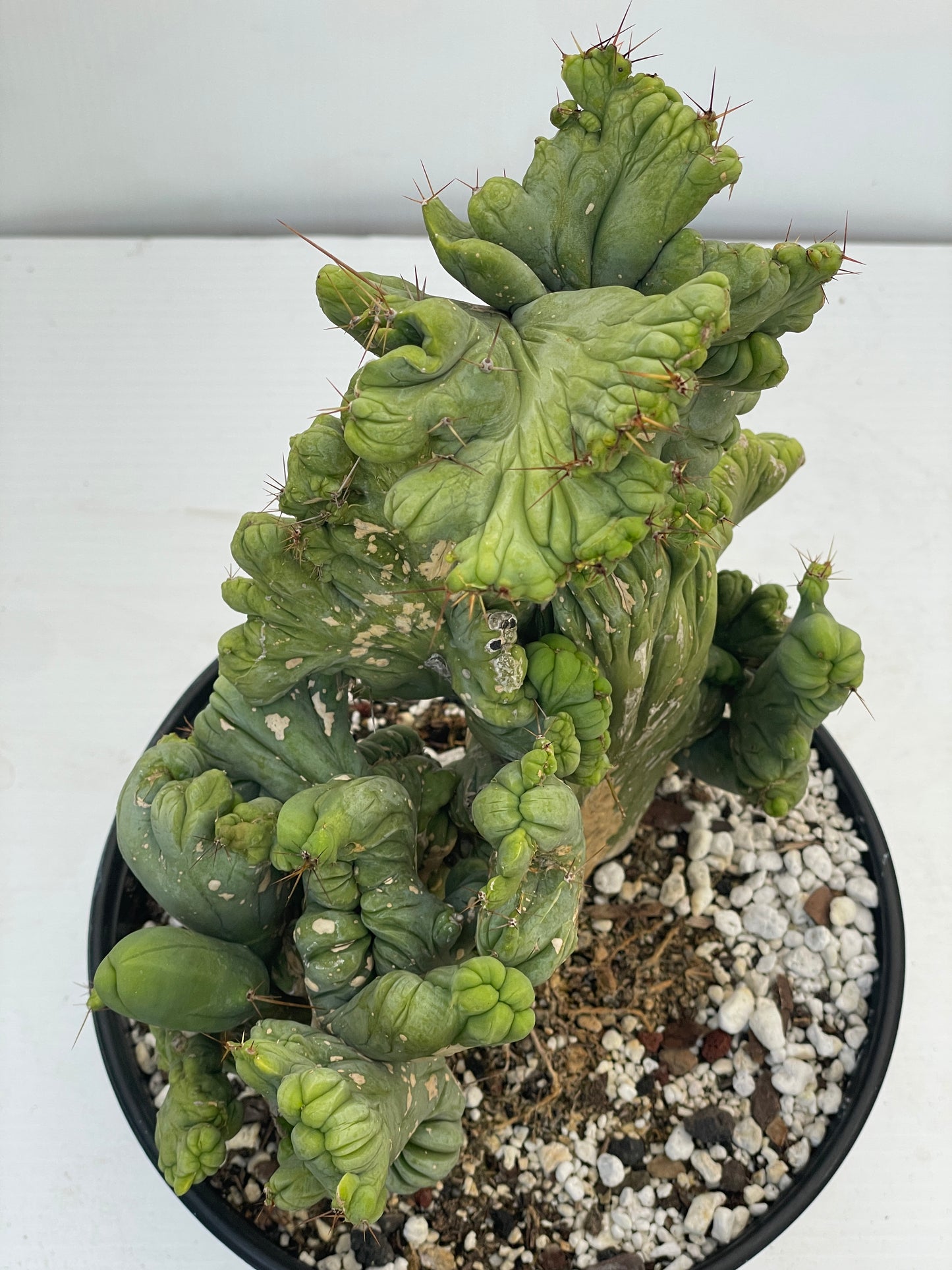 Crested Monstrose Pen15 Cactus HUGE in 8 Inch Pot - So Weird! Rare!