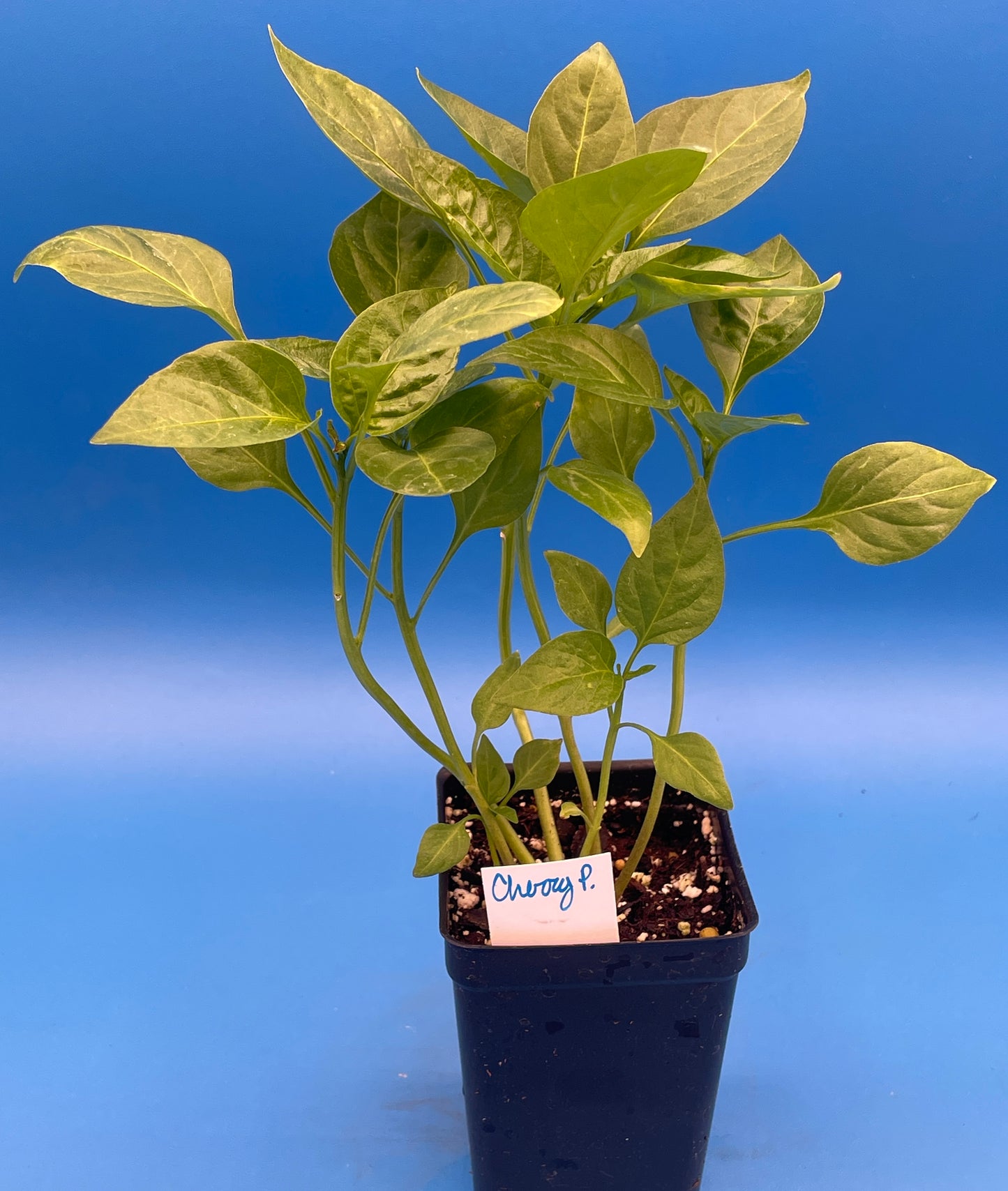 Cherry Pepper 3" Live Starter Plant - Pimeinto Pepper - Capsicum Annuum