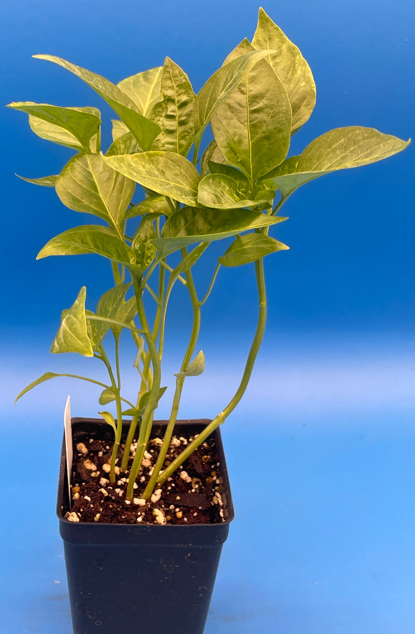 Cherry Pepper 3" Live Starter Plant - Pimeinto Pepper - Capsicum Annuum