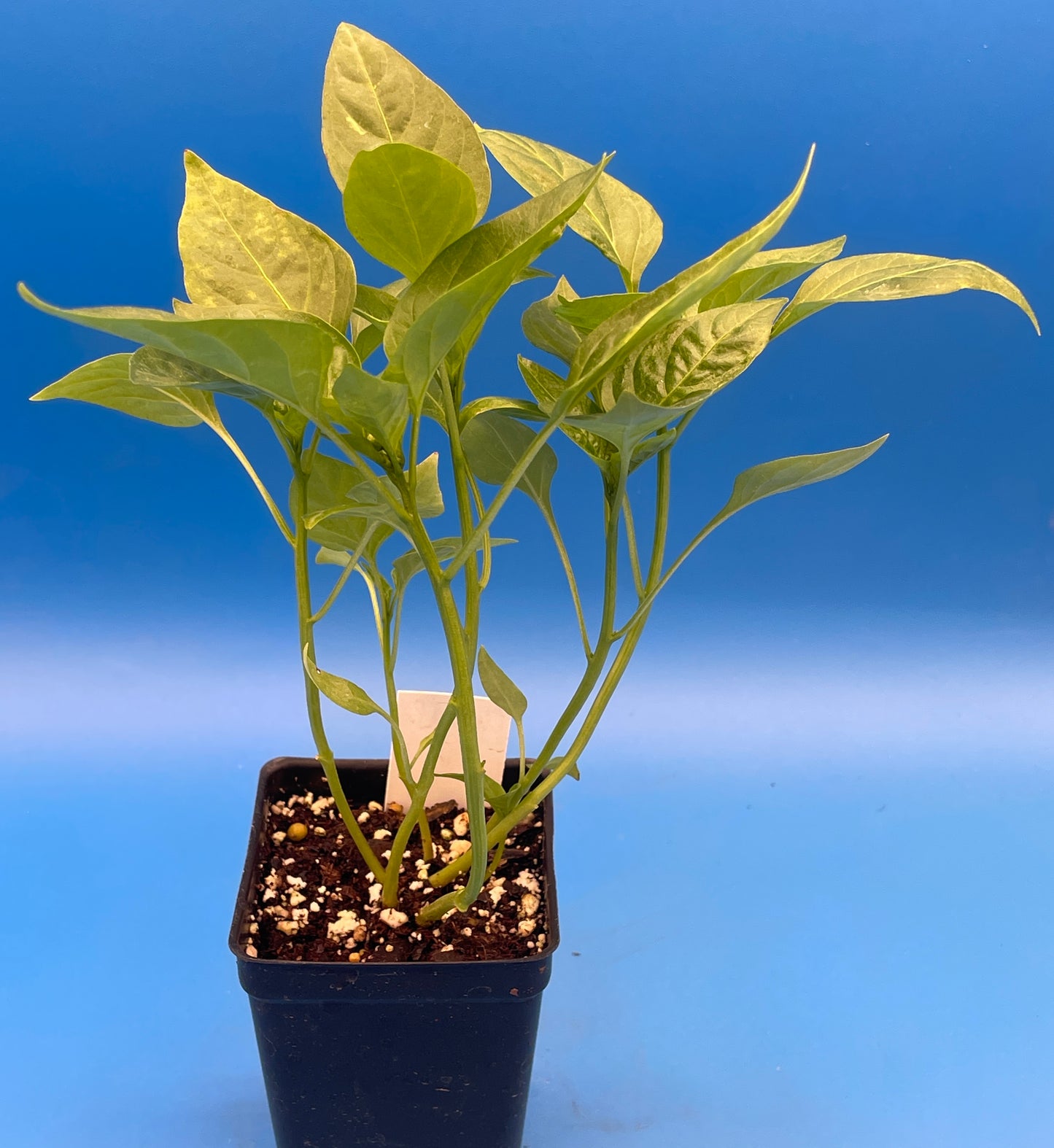 Cherry Pepper 3" Live Starter Plant - Pimeinto Pepper - Capsicum Annuum