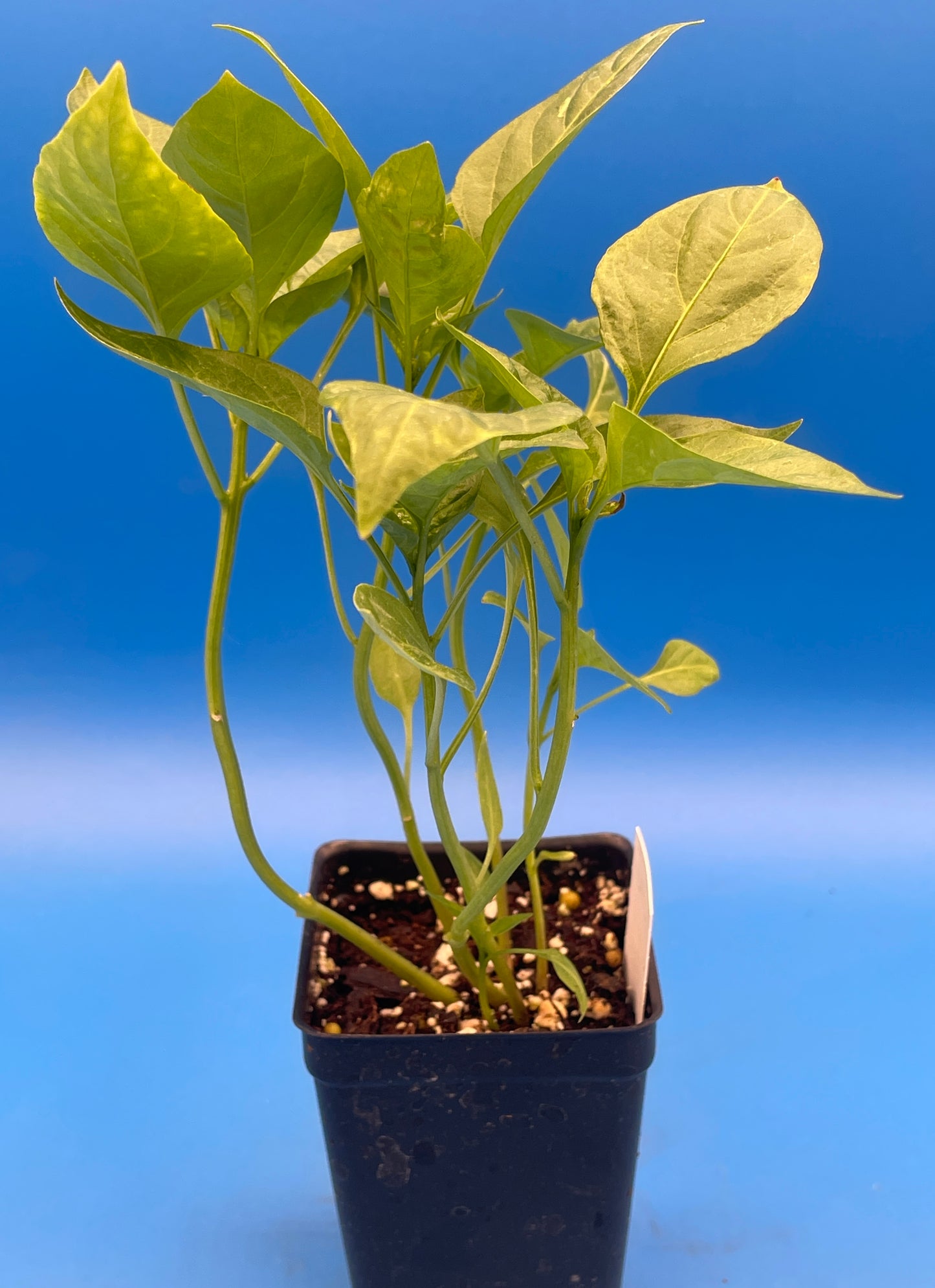 Cherry Pepper 3" Live Starter Plant - Pimeinto Pepper - Capsicum Annuum