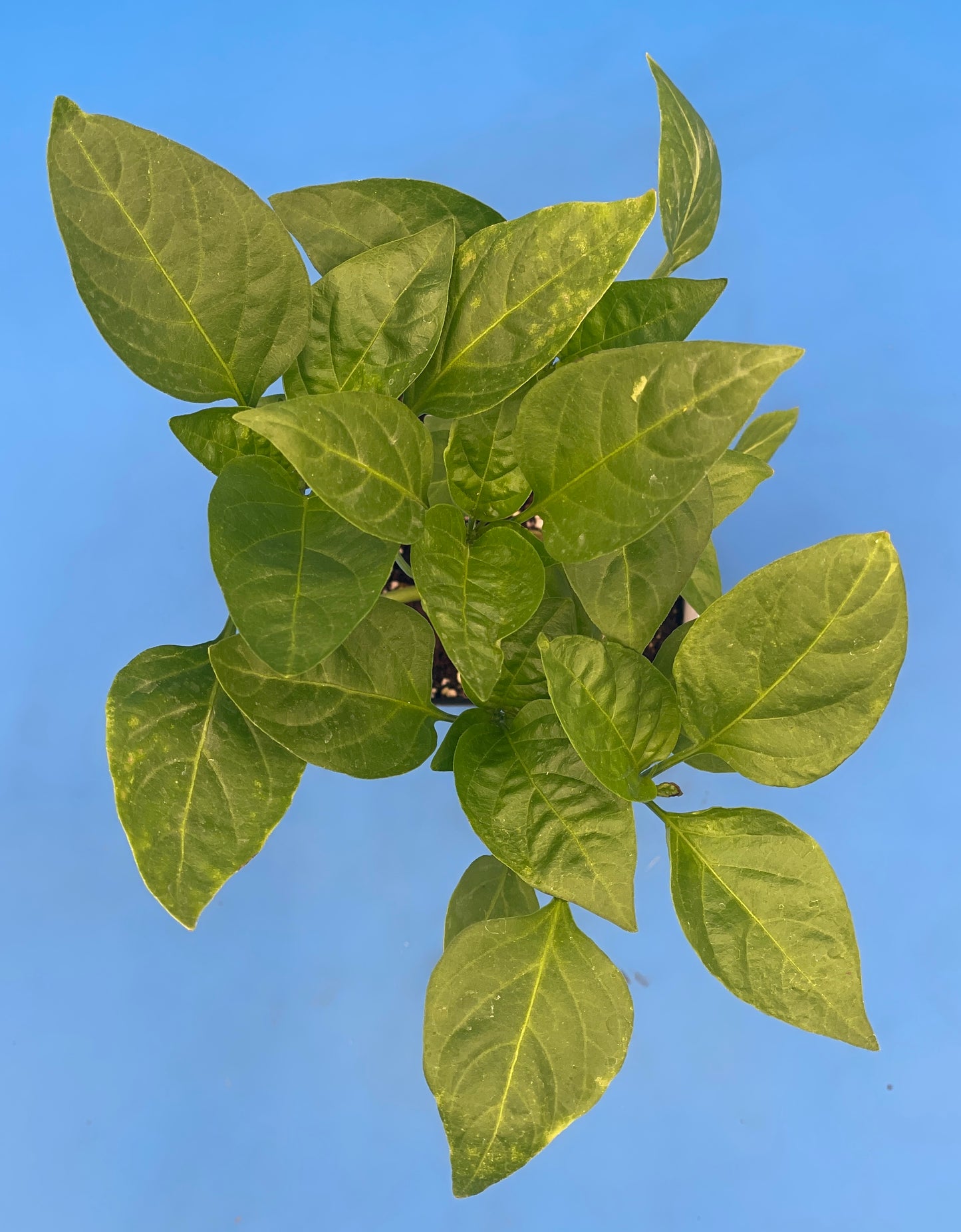Cherry Pepper 3" Live Starter Plant - Pimeinto Pepper - Capsicum Annuum