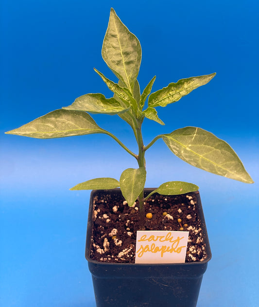 Early Jalapeno Pepper Pepper Live 3" Starter Plant - Capsicum Annuum
