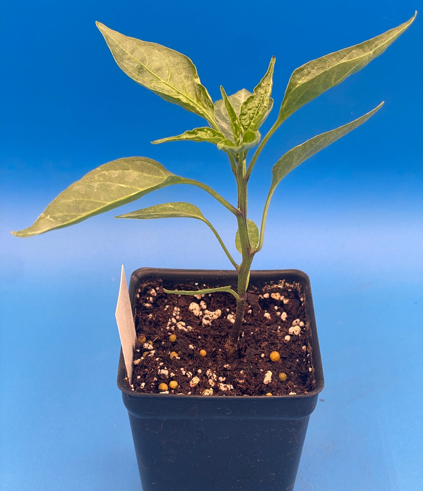 Early Jalapeno Pepper Pepper Live 3" Starter Plant - Capsicum Annuum