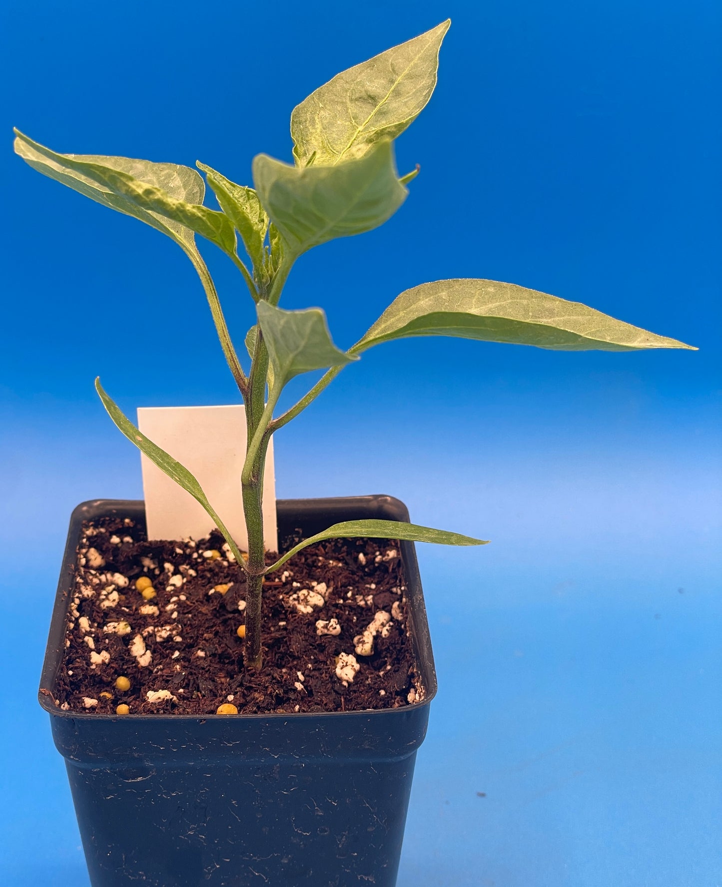 Early Jalapeno Pepper Pepper Live 3" Starter Plant - Capsicum Annuum