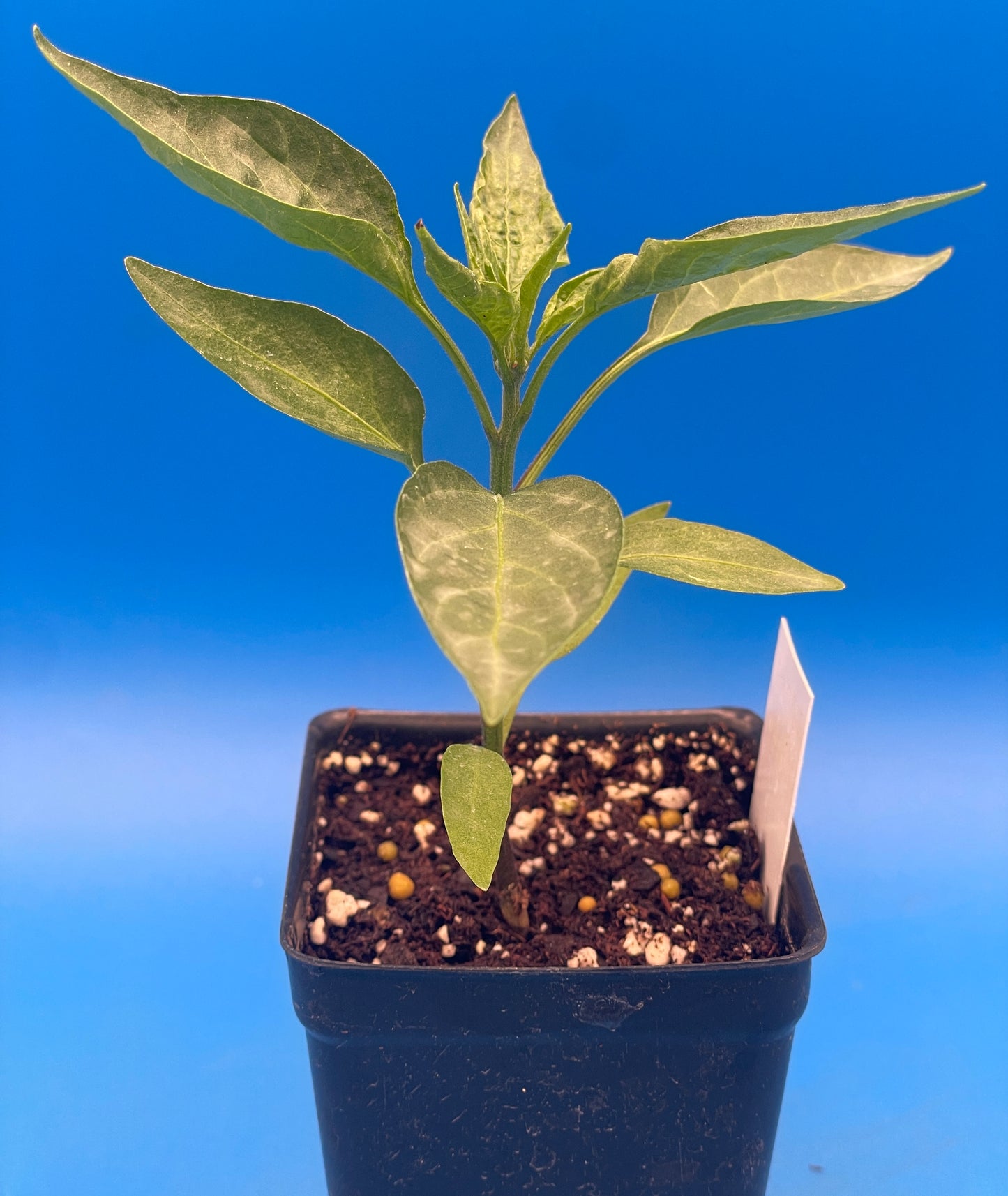 Early Jalapeno Pepper Pepper Live 3" Starter Plant - Capsicum Annuum