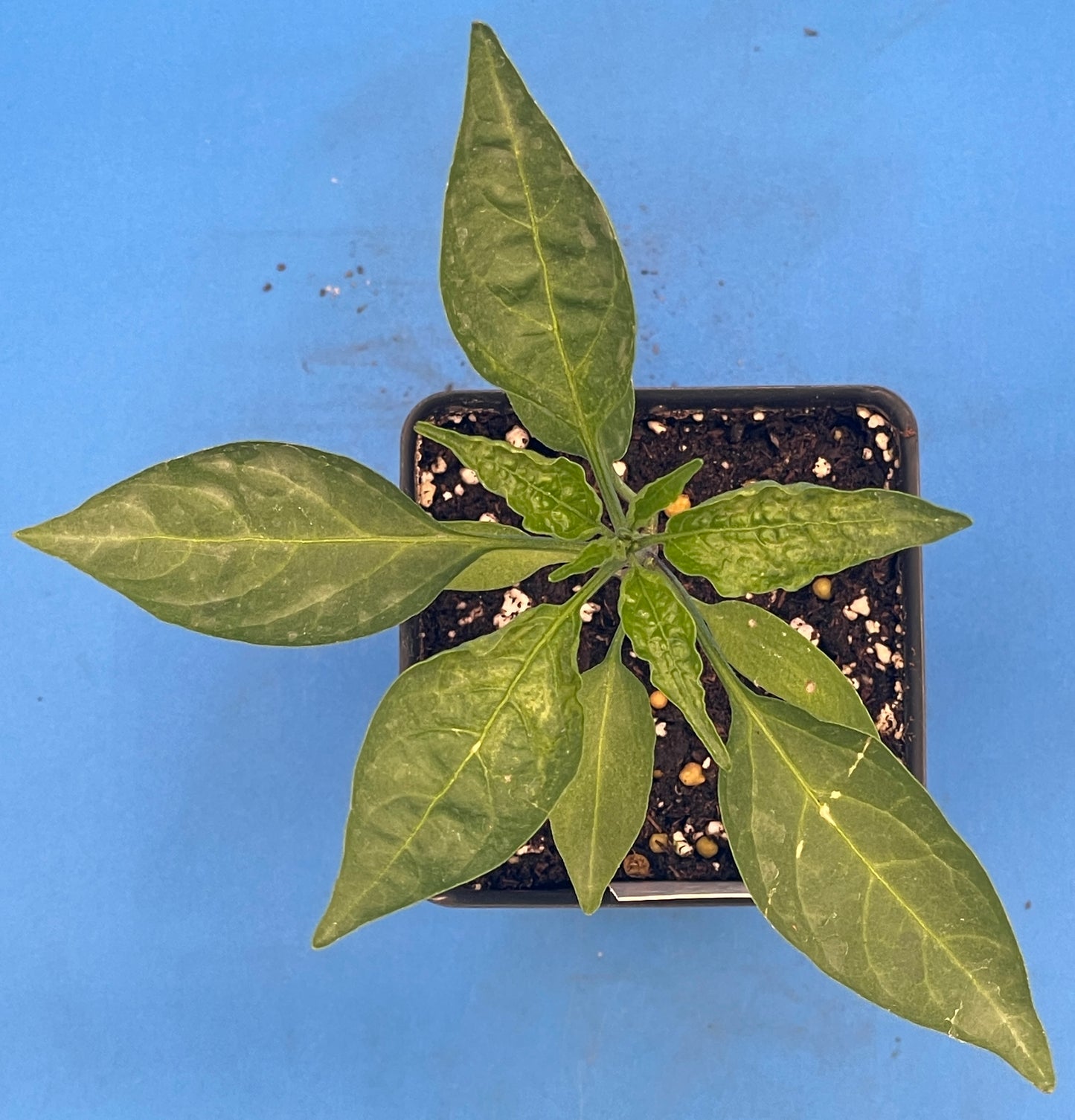 Early Jalapeno Pepper Pepper Live 3" Starter Plant - Capsicum Annuum