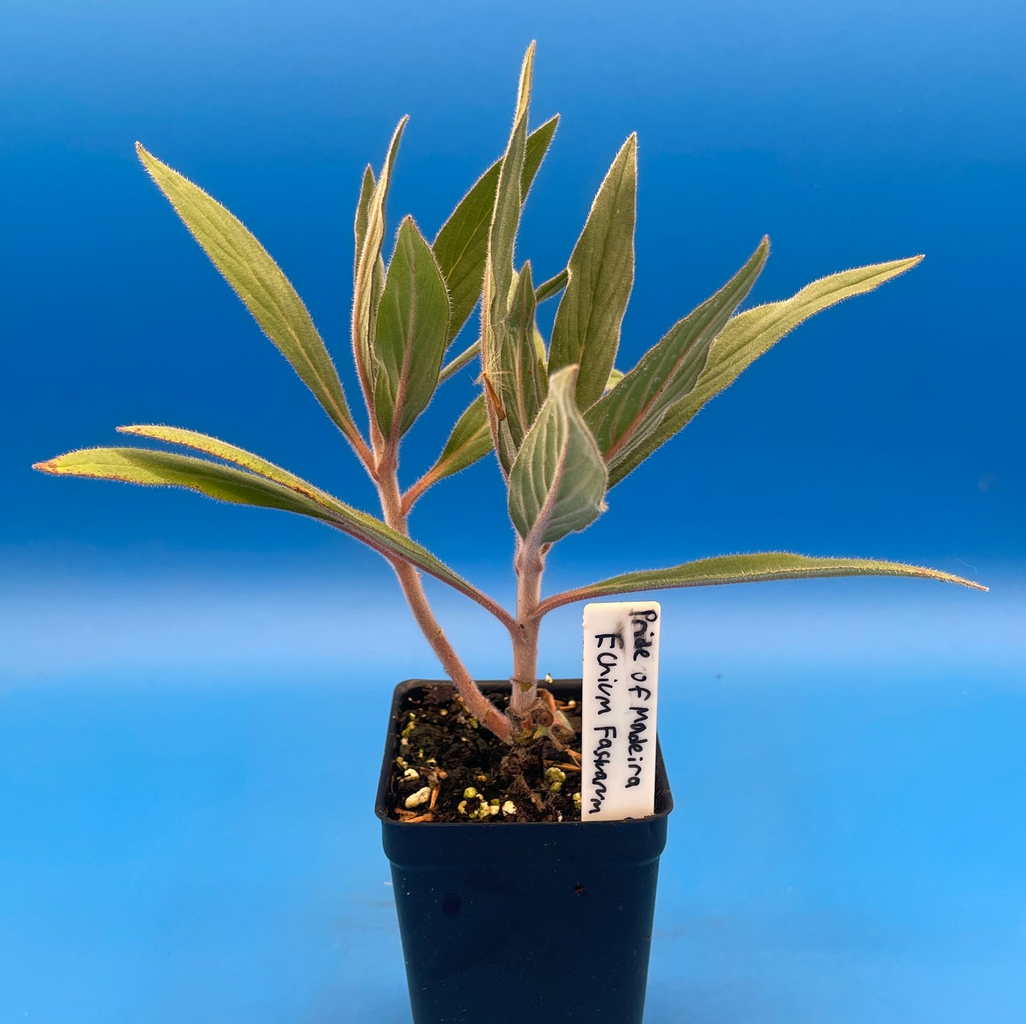 Pride of Madeira LIVE PLANT 3" Starter Pot - Echium fastuosum - No Shipping to California Or Arizona!