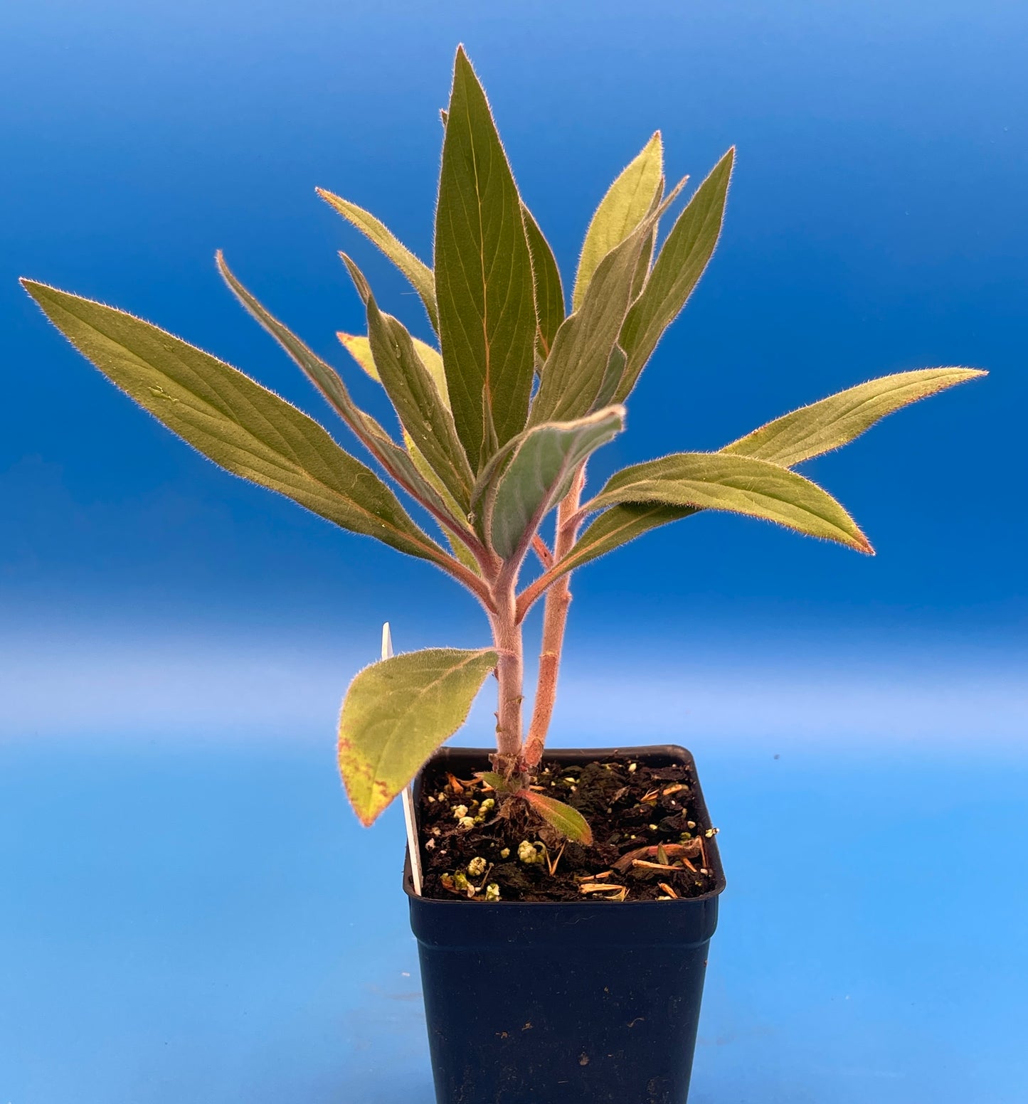 Pride of Madeira LIVE PLANT 3" Starter Pot - Echium fastuosum - No Shipping to California Or Arizona!
