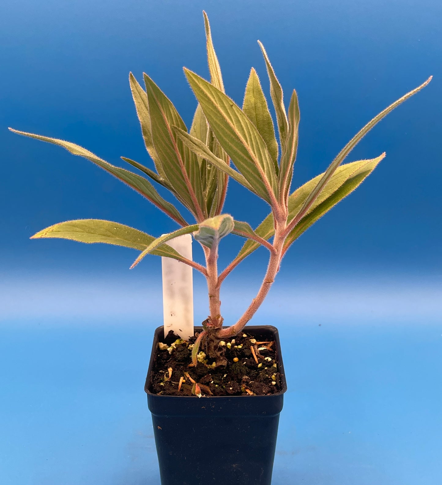 Pride of Madeira LIVE PLANT 3" Starter Pot - Echium fastuosum - No Shipping to California Or Arizona!