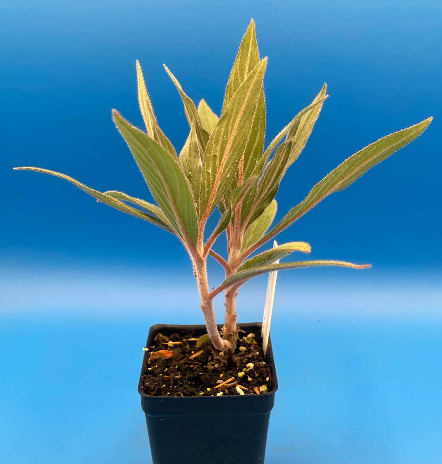 Pride of Madeira LIVE PLANT 3" Starter Pot - Echium fastuosum - No Shipping to California Or Arizona!
