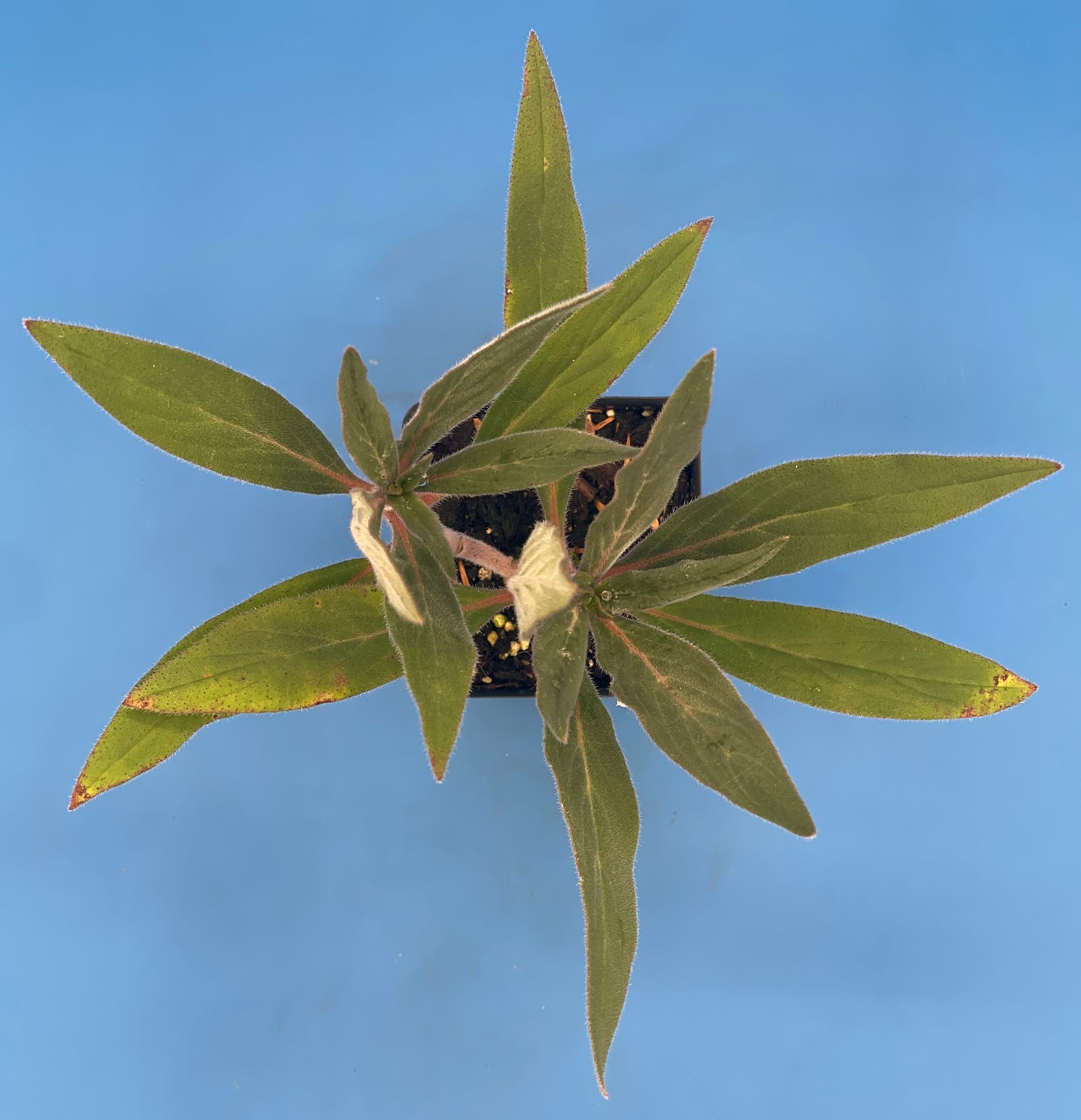 Pride of Madeira LIVE PLANT 3" Starter Pot - Echium fastuosum - No Shipping to California Or Arizona!